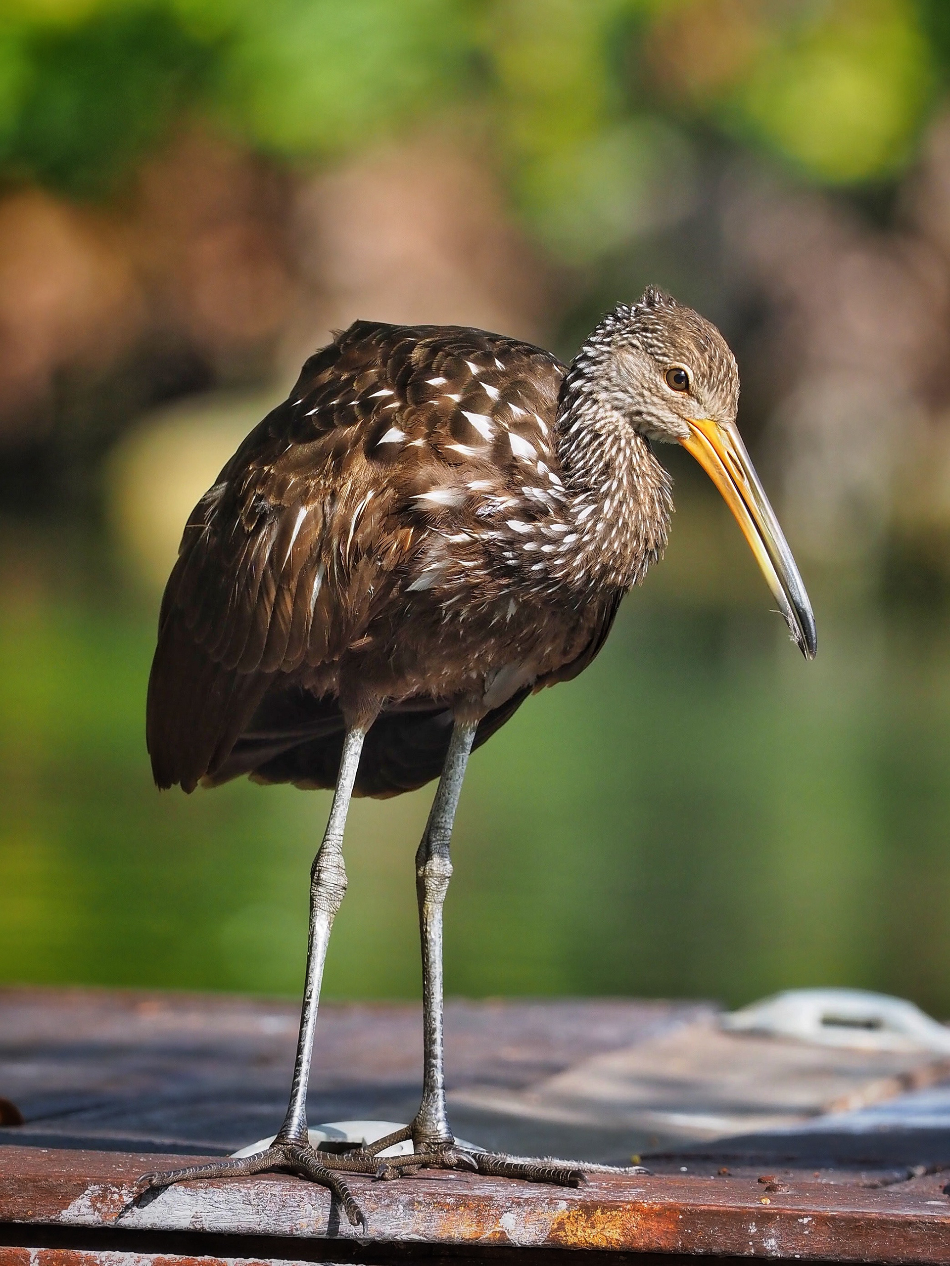 james batt - Limpkin