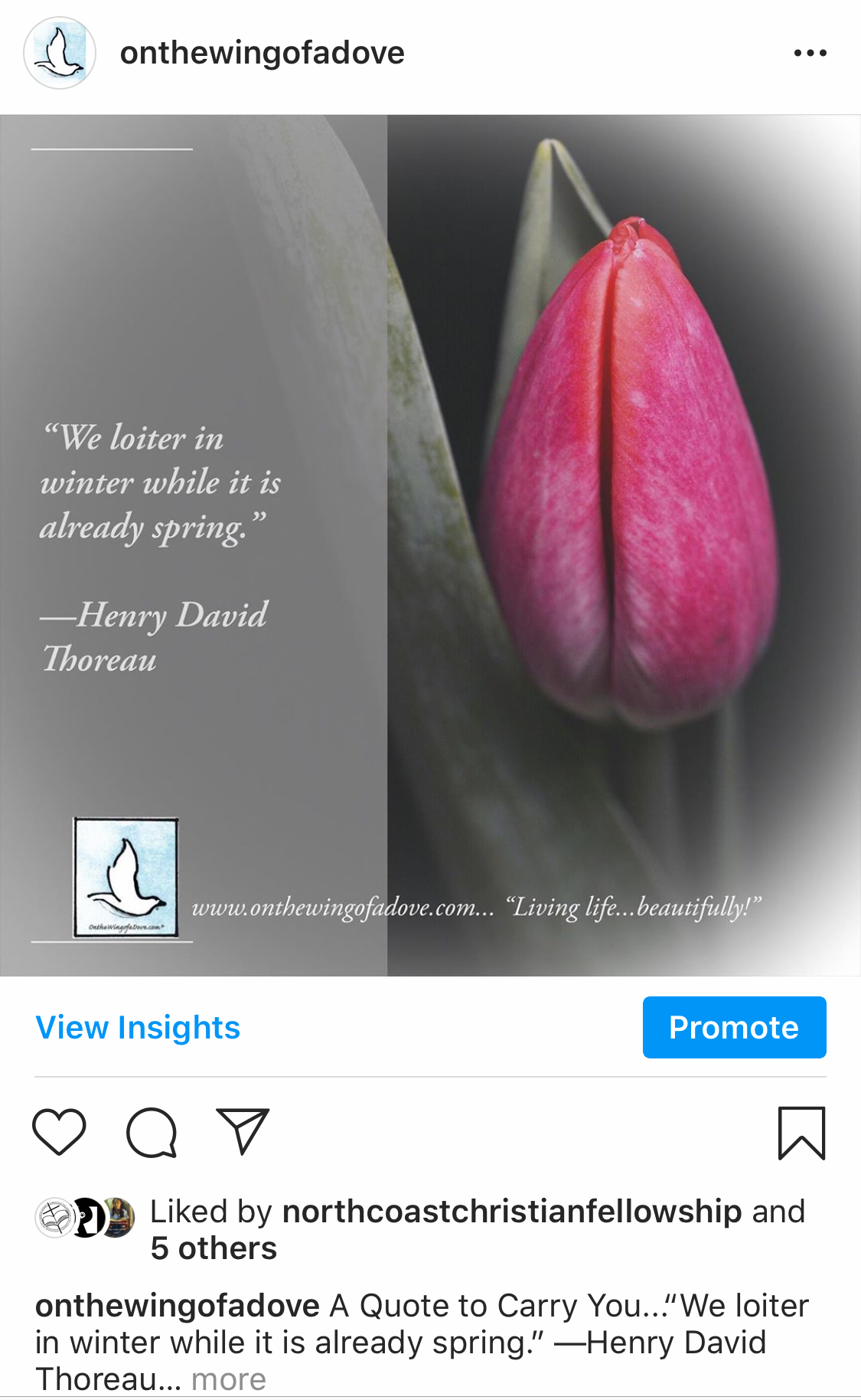 On the Wing of a Dove (Instagram)