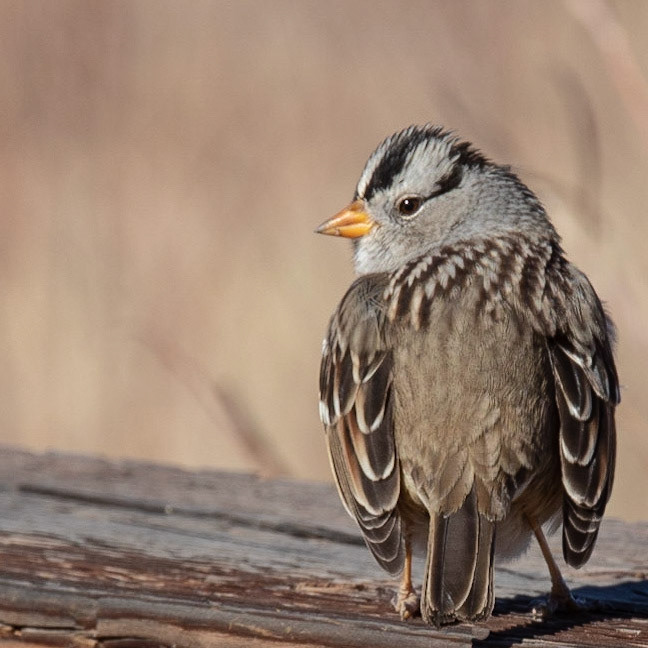 Lone Bird