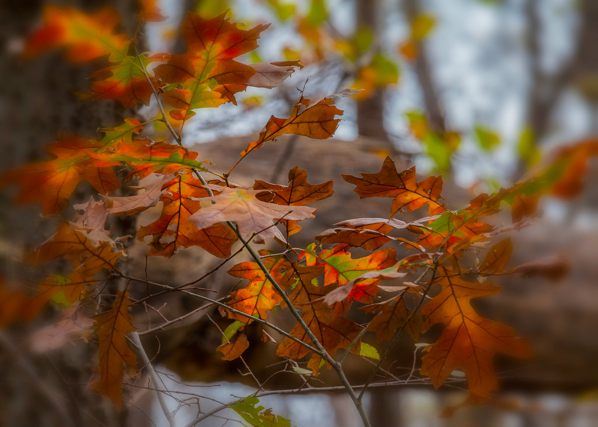 Autumn Leaves