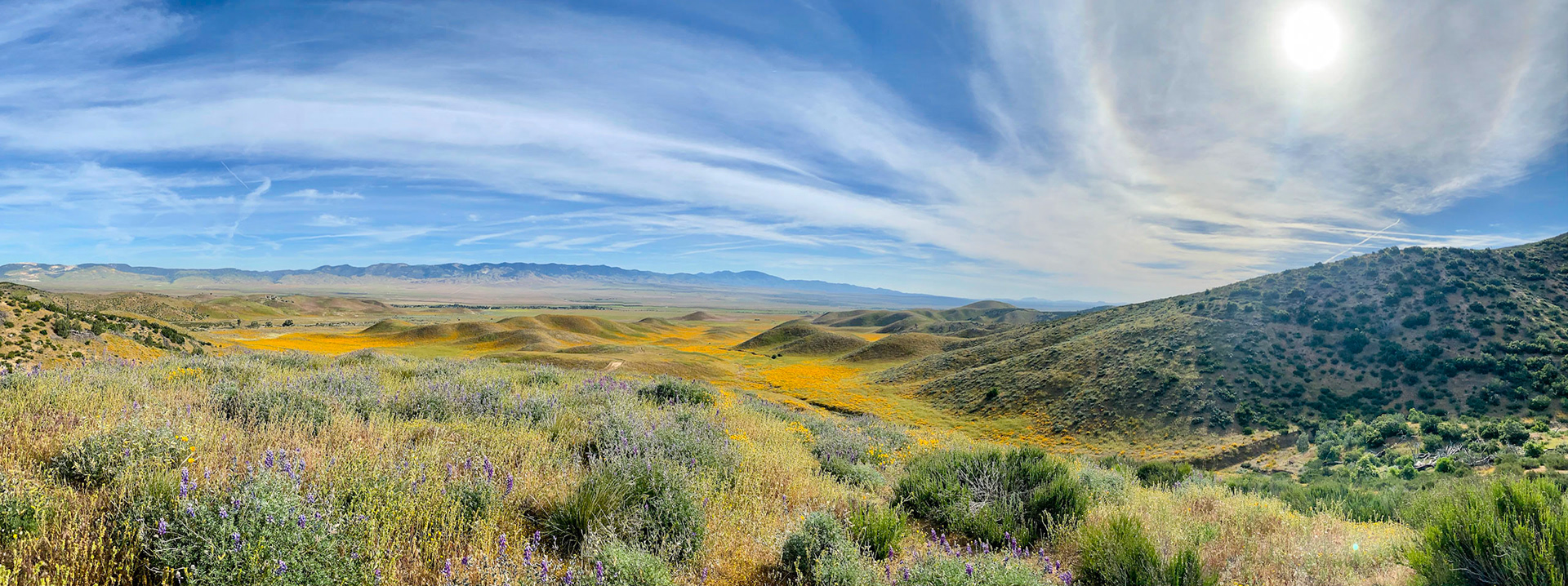 PCT: Spring Bloom, Angeles National Forest, Lake Hughes, CA