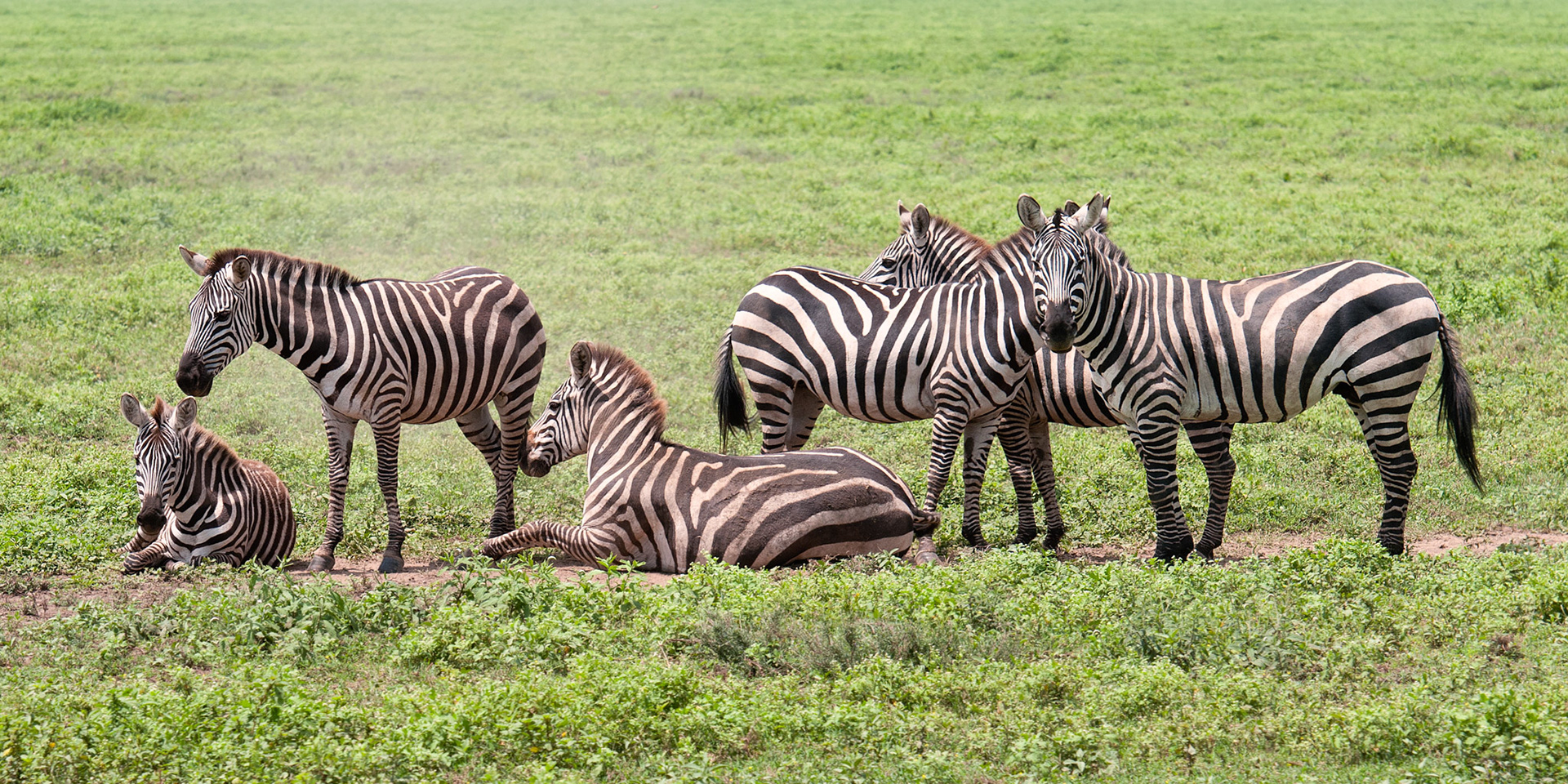 Rolling Zebra - Serengeti National Park, Tanzania