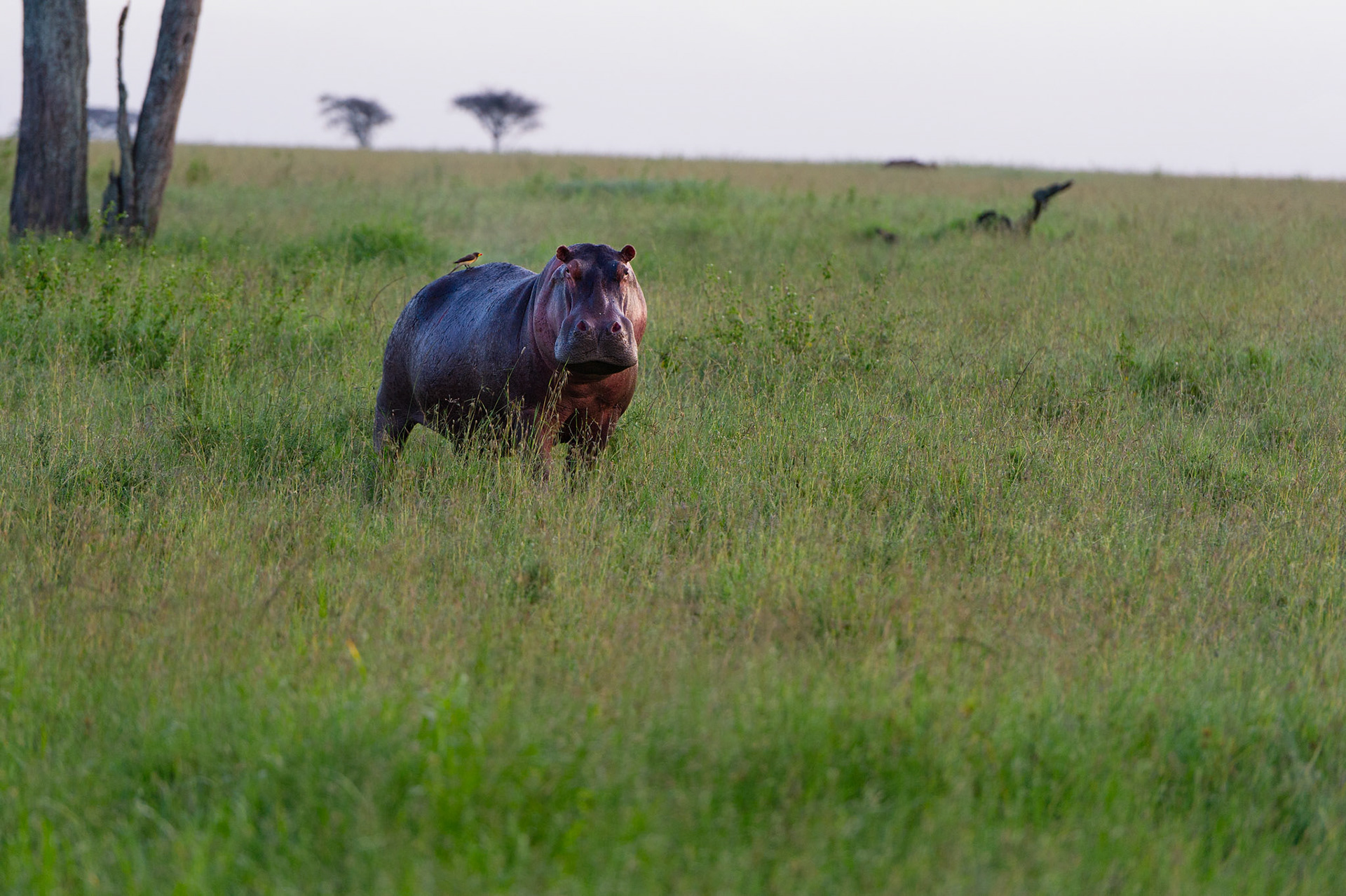 Morning Stroll - Serengeti National Park, Tanzania