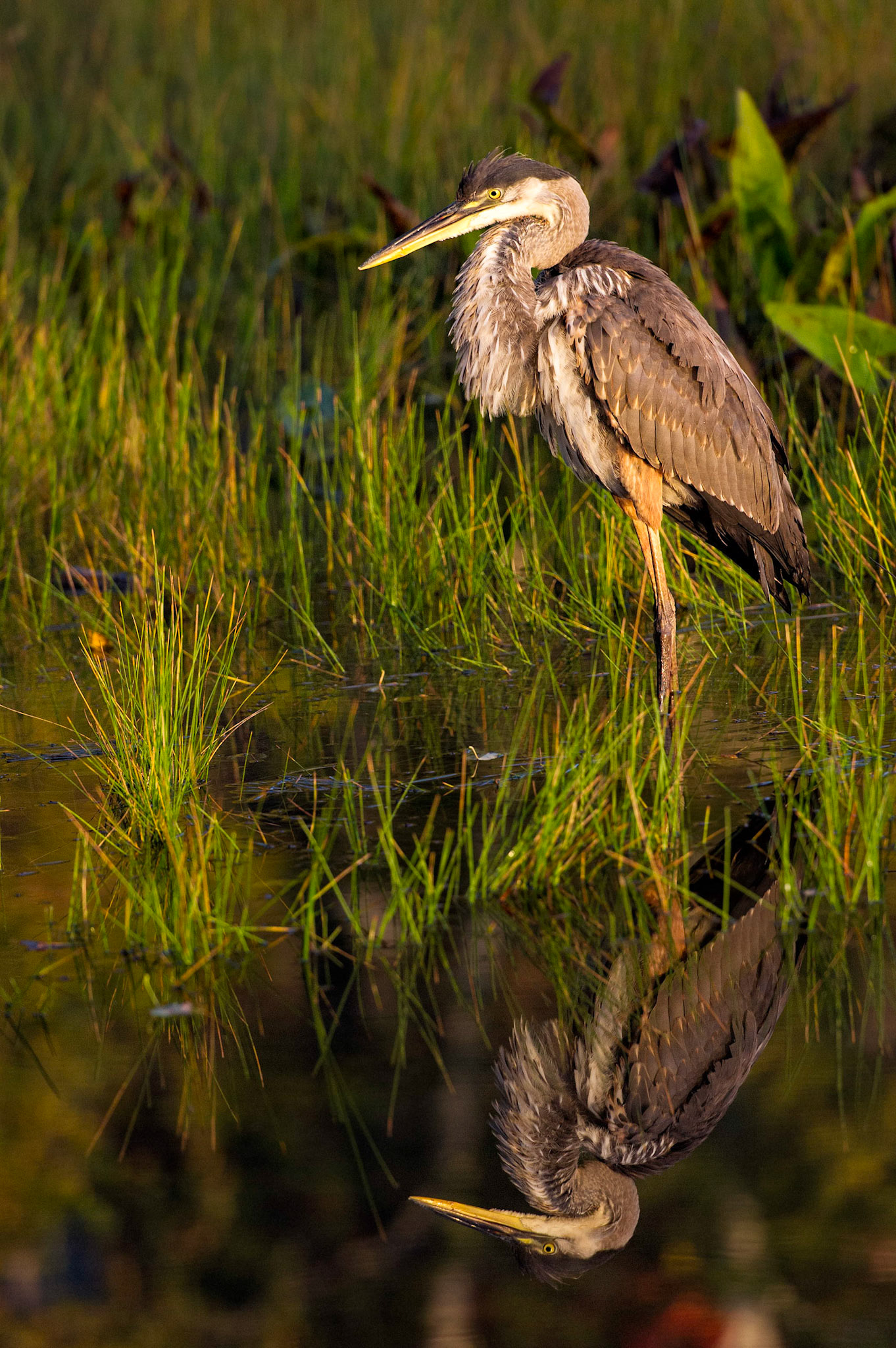 Mirror Lake Crane - Lake Placid, New York