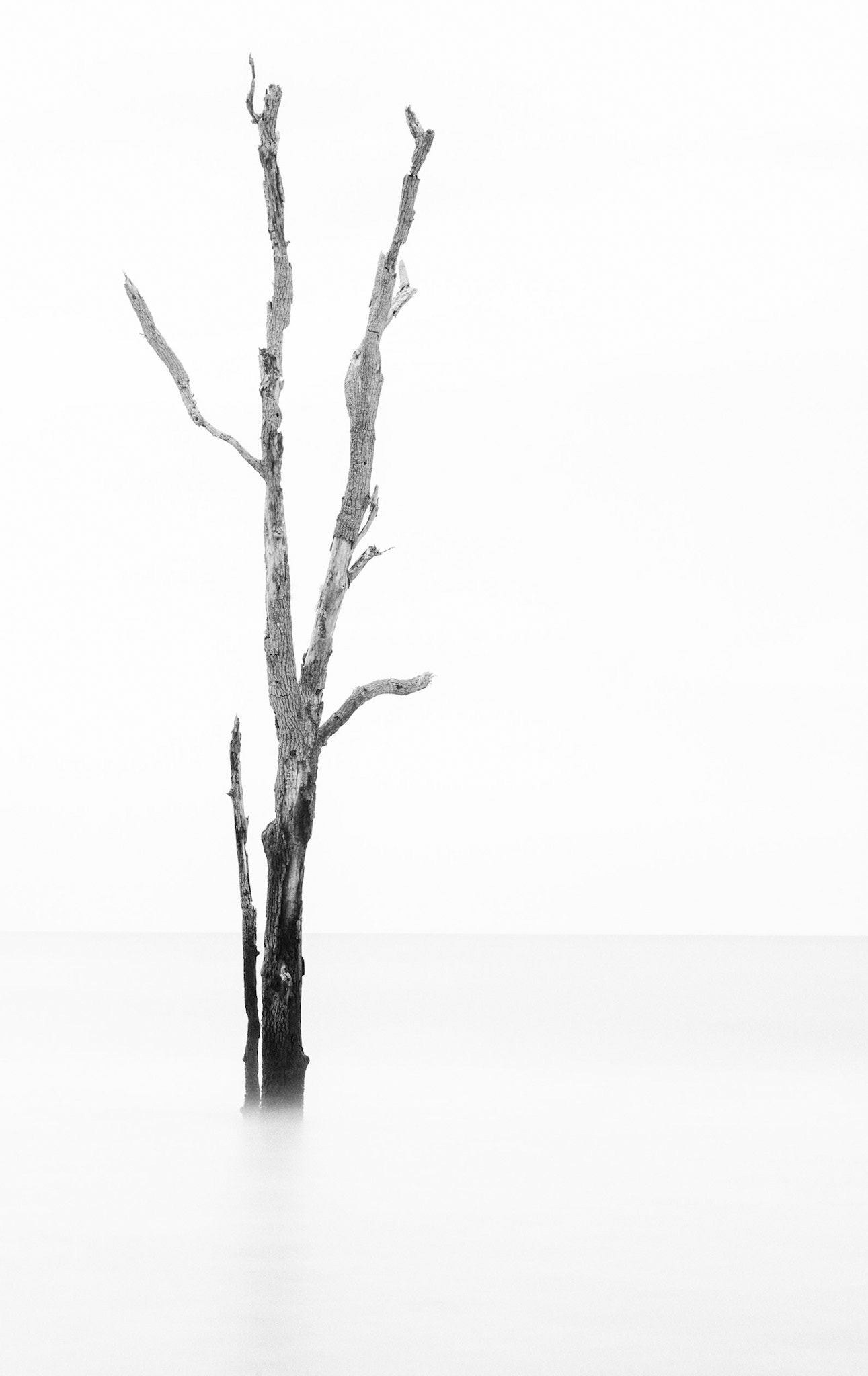 Sentinel - Botany Bay, South Carolina