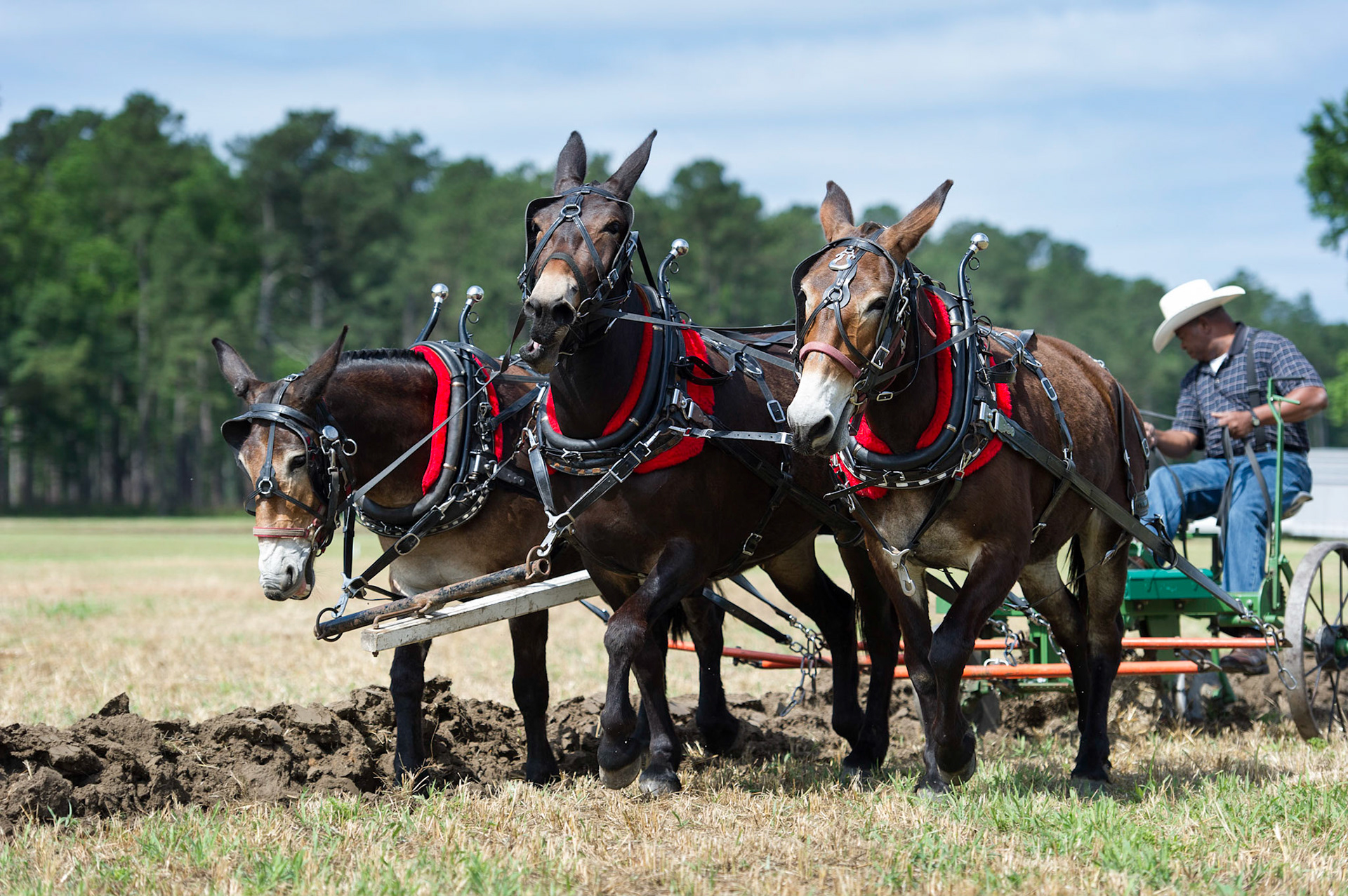 North Carolina Work Horse and Mule Association - Linden, North Carolina