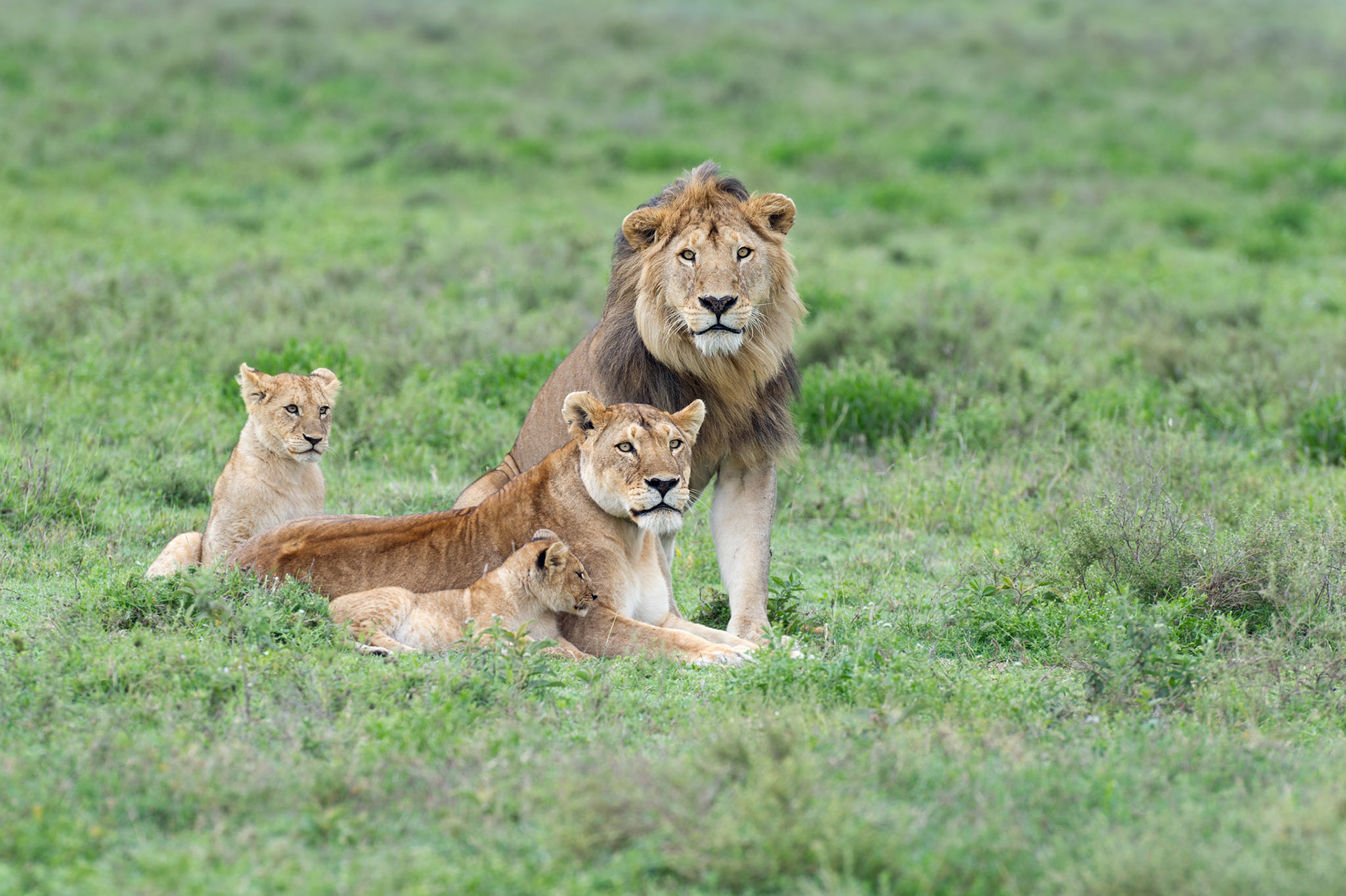 Lion Pride - Serengeti National Park, Tanzania