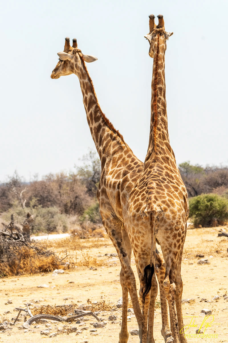 Etosha National Park, Namibia, Africa