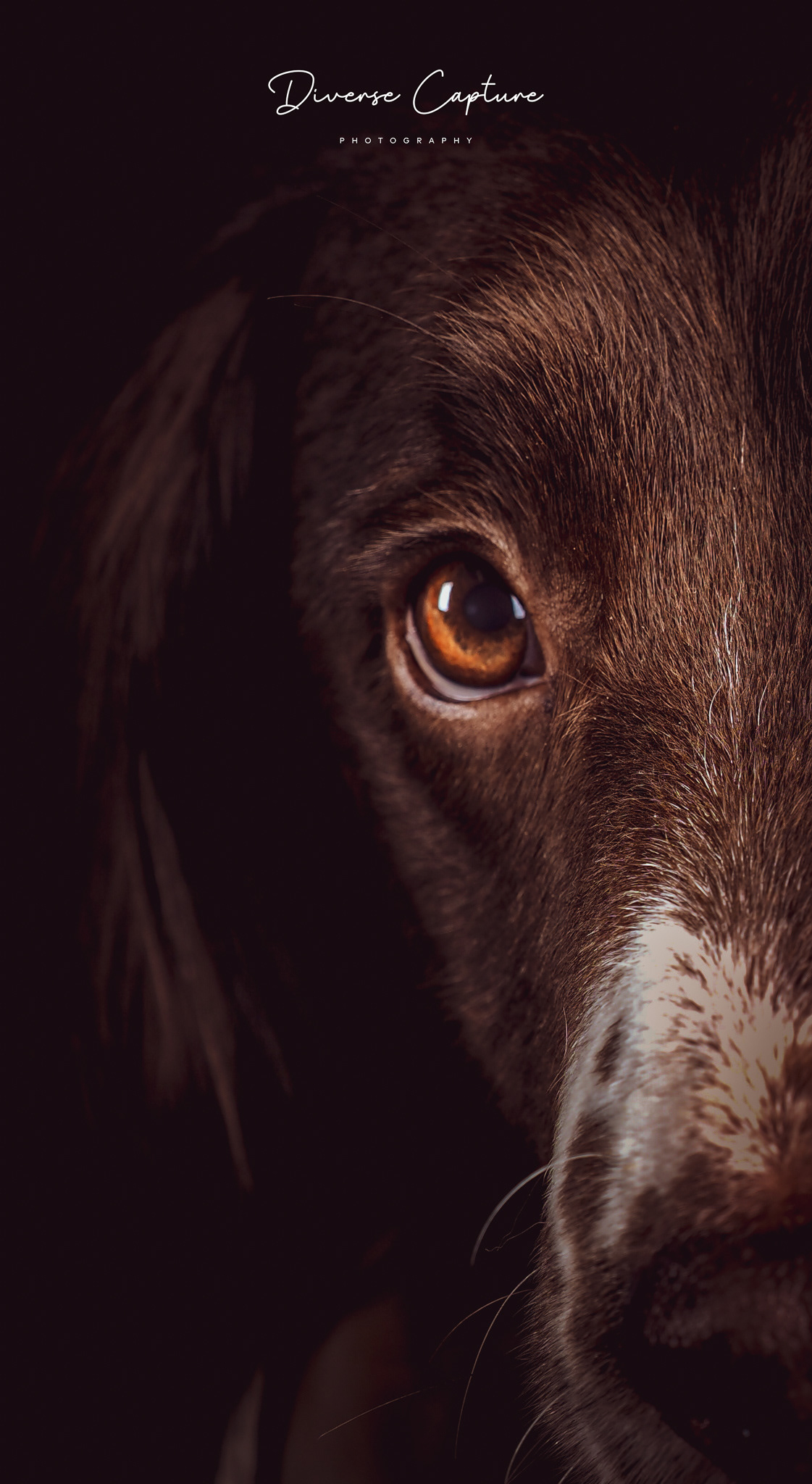 Dog Portrait photographer Sudbury, Suffolk