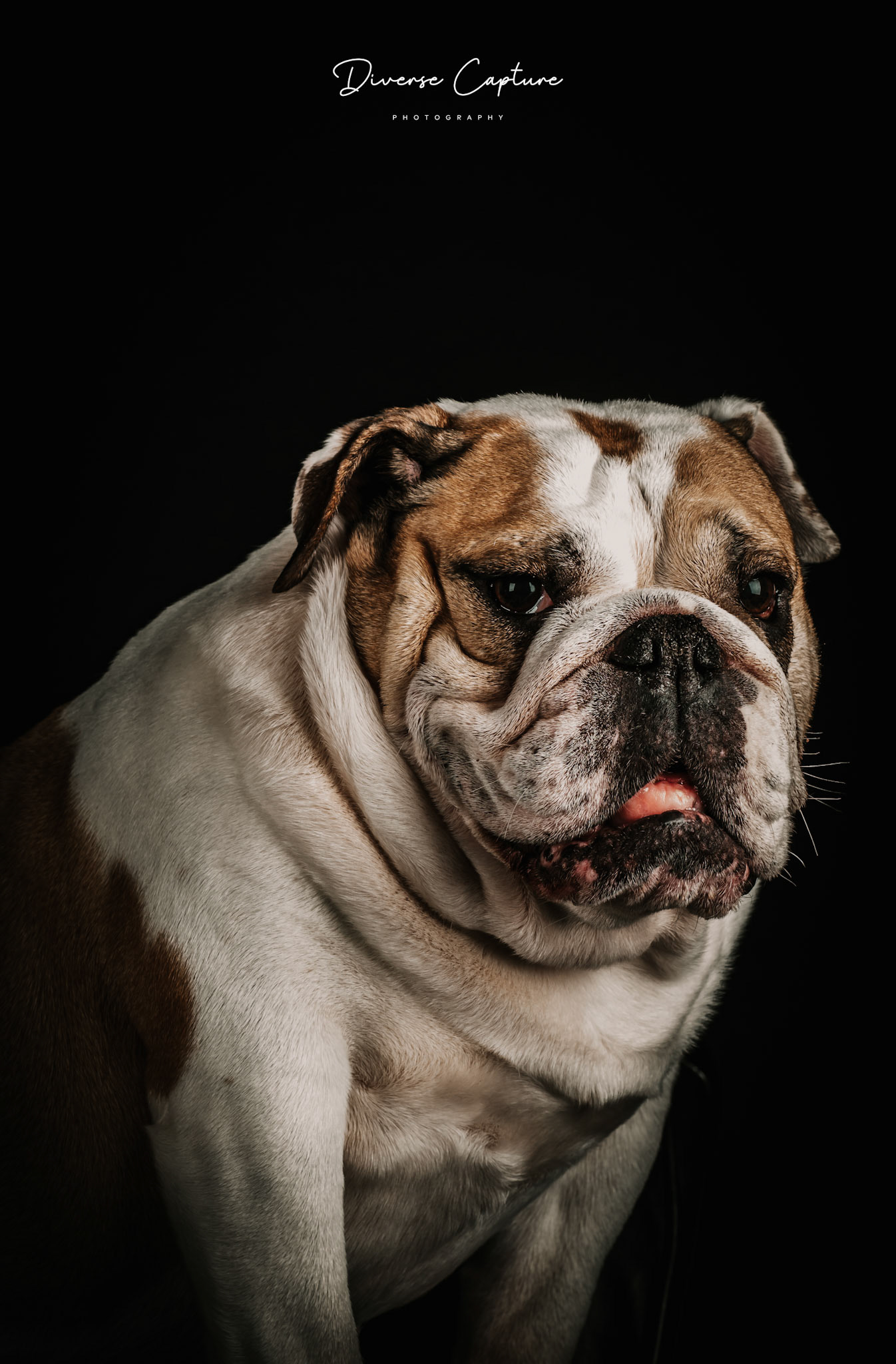 Pet Portrait photographer Sudbury, Suffolk