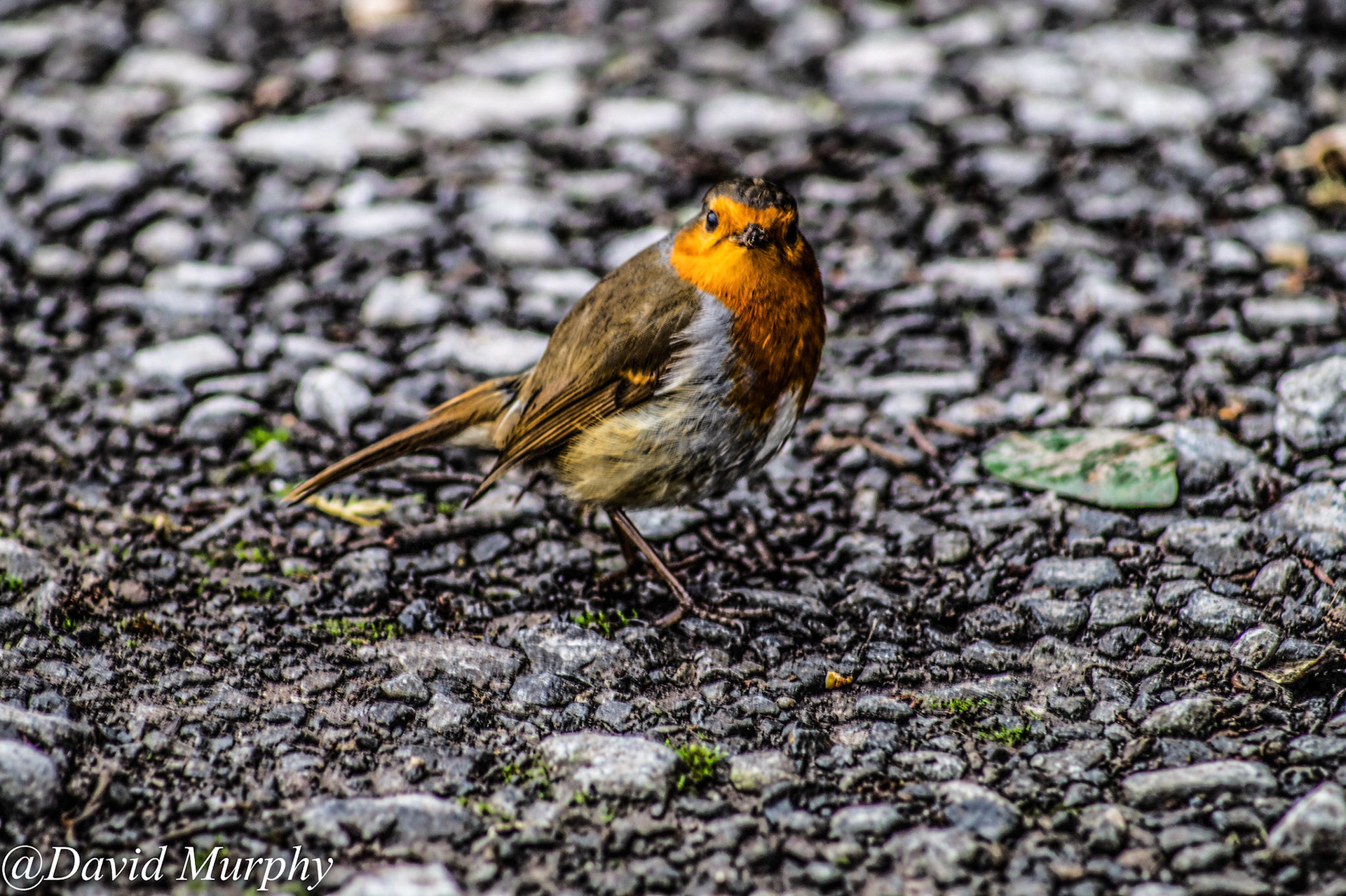 Robin.