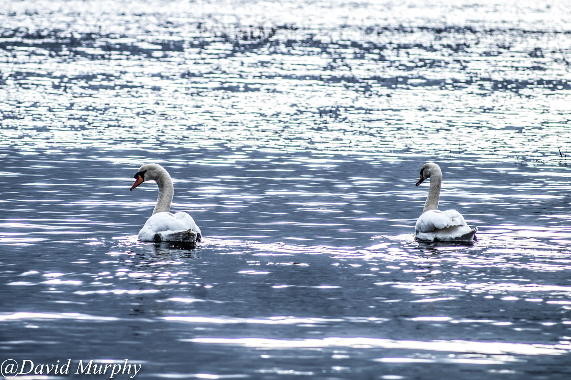 Mute Swans on Lough Rynn, Mohill, Co. Leitrim, Irelalnd.