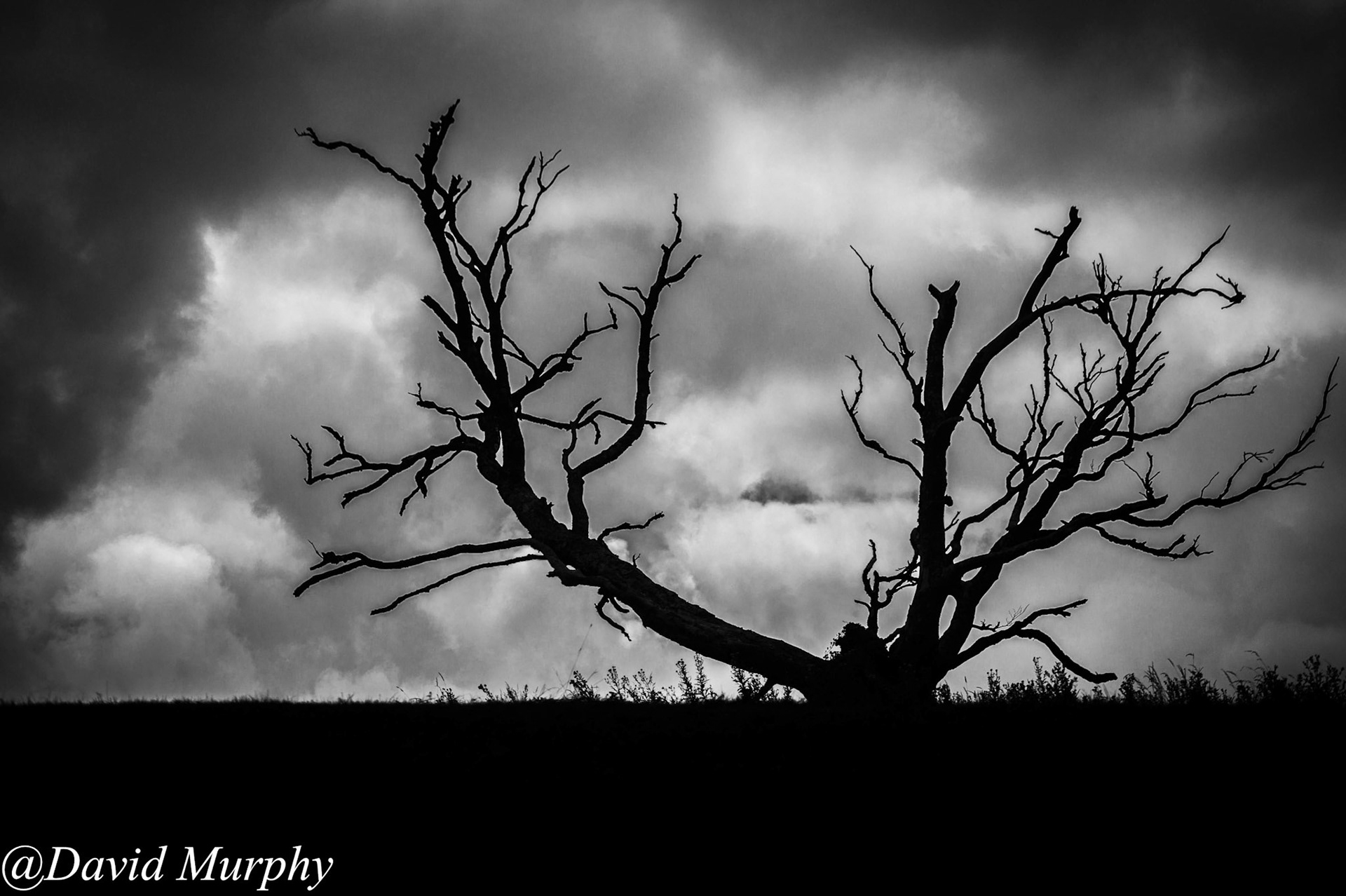 Tree on the Hill.
