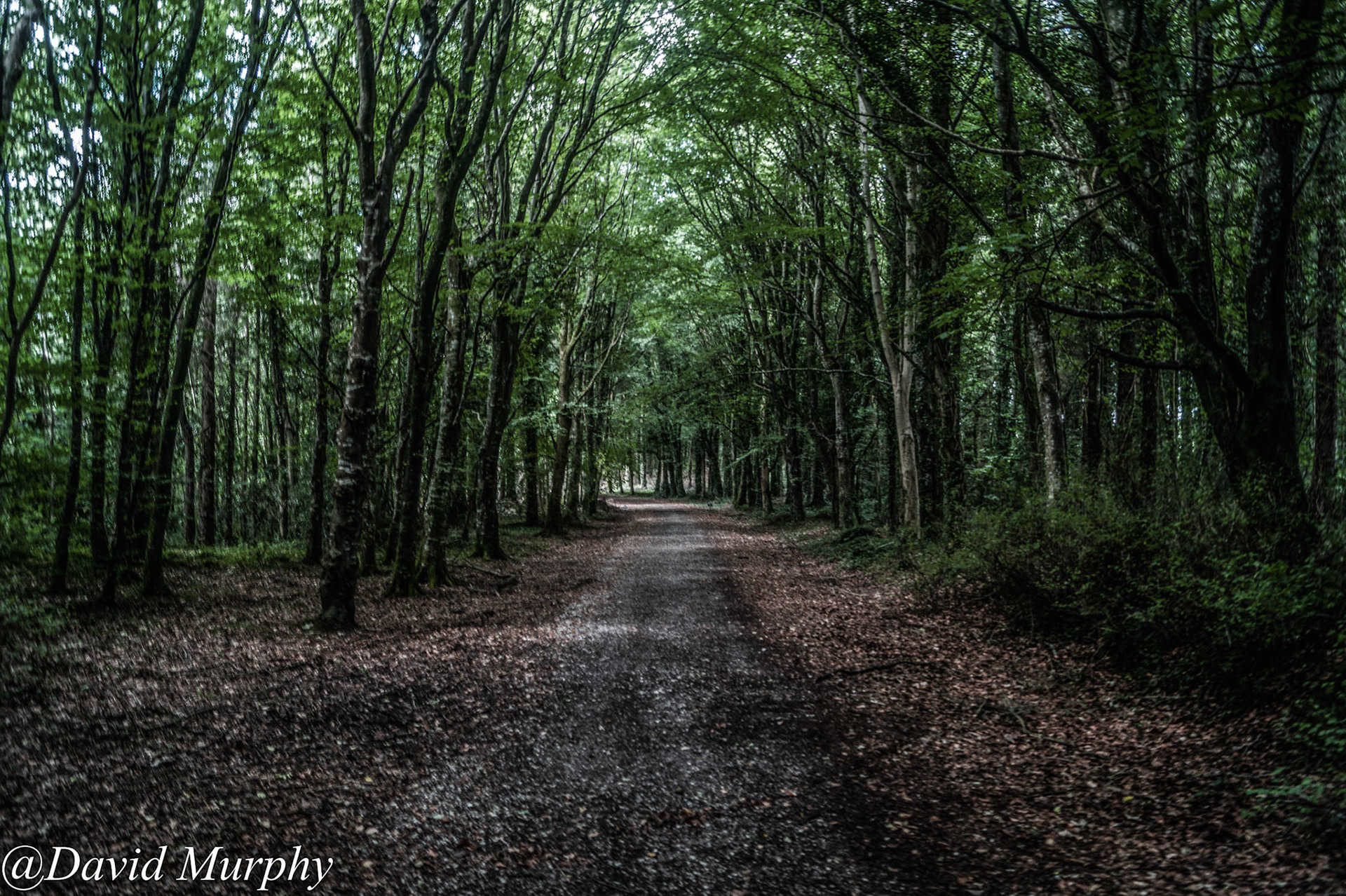 Derrycarne Forest.