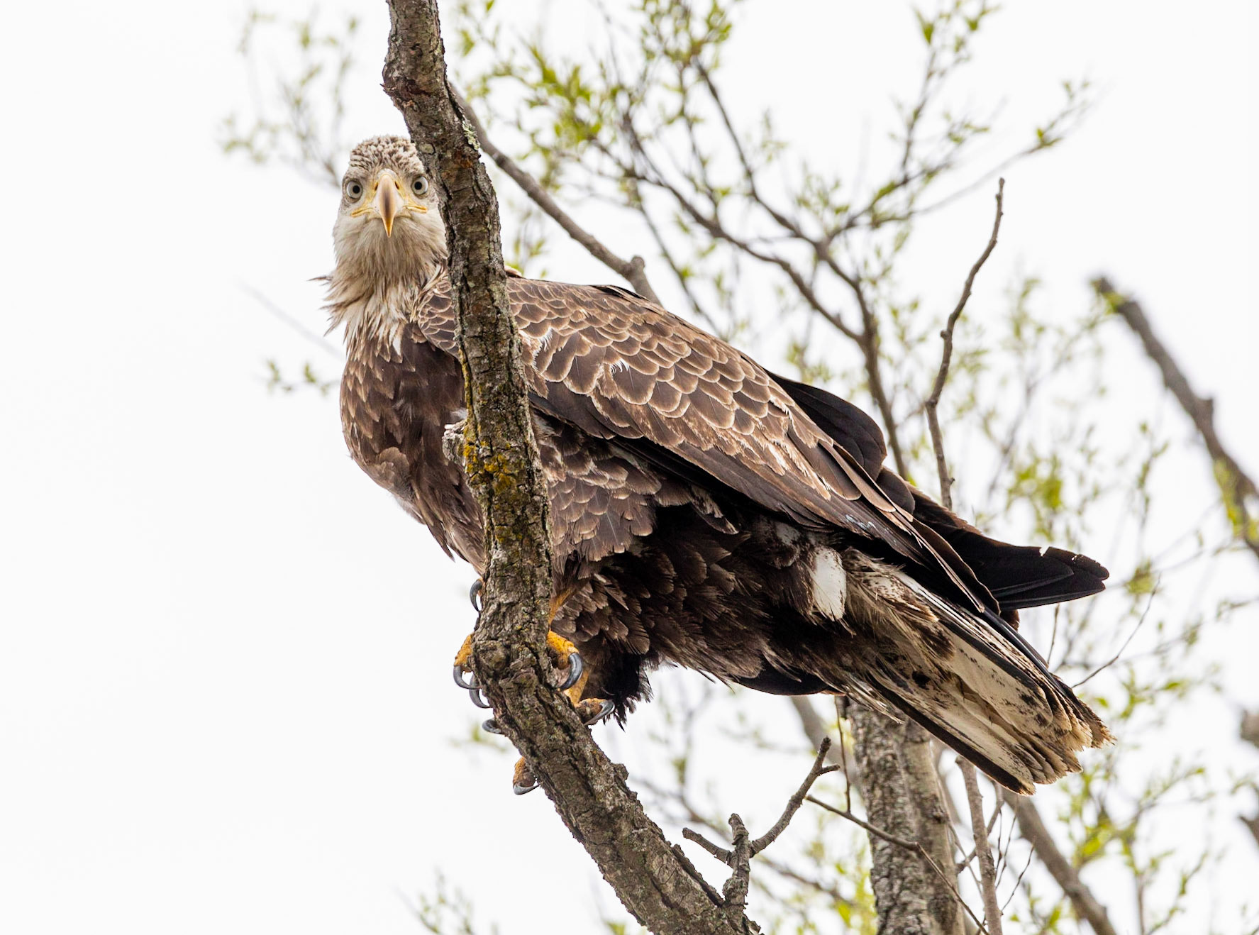 American Bald Eagle