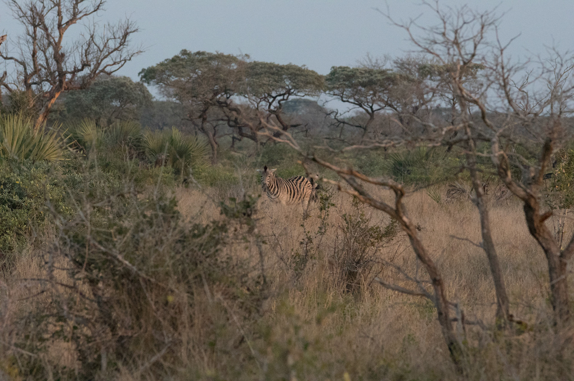 JCCharles Photography - 2017 Tembe Elephant Preserve - South Africa