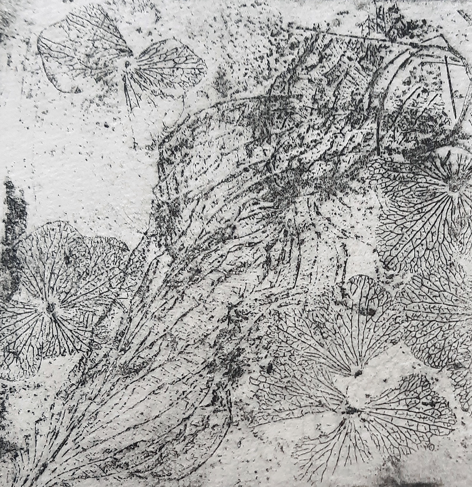Krista Slater- Beauty in Decay - Printmaking