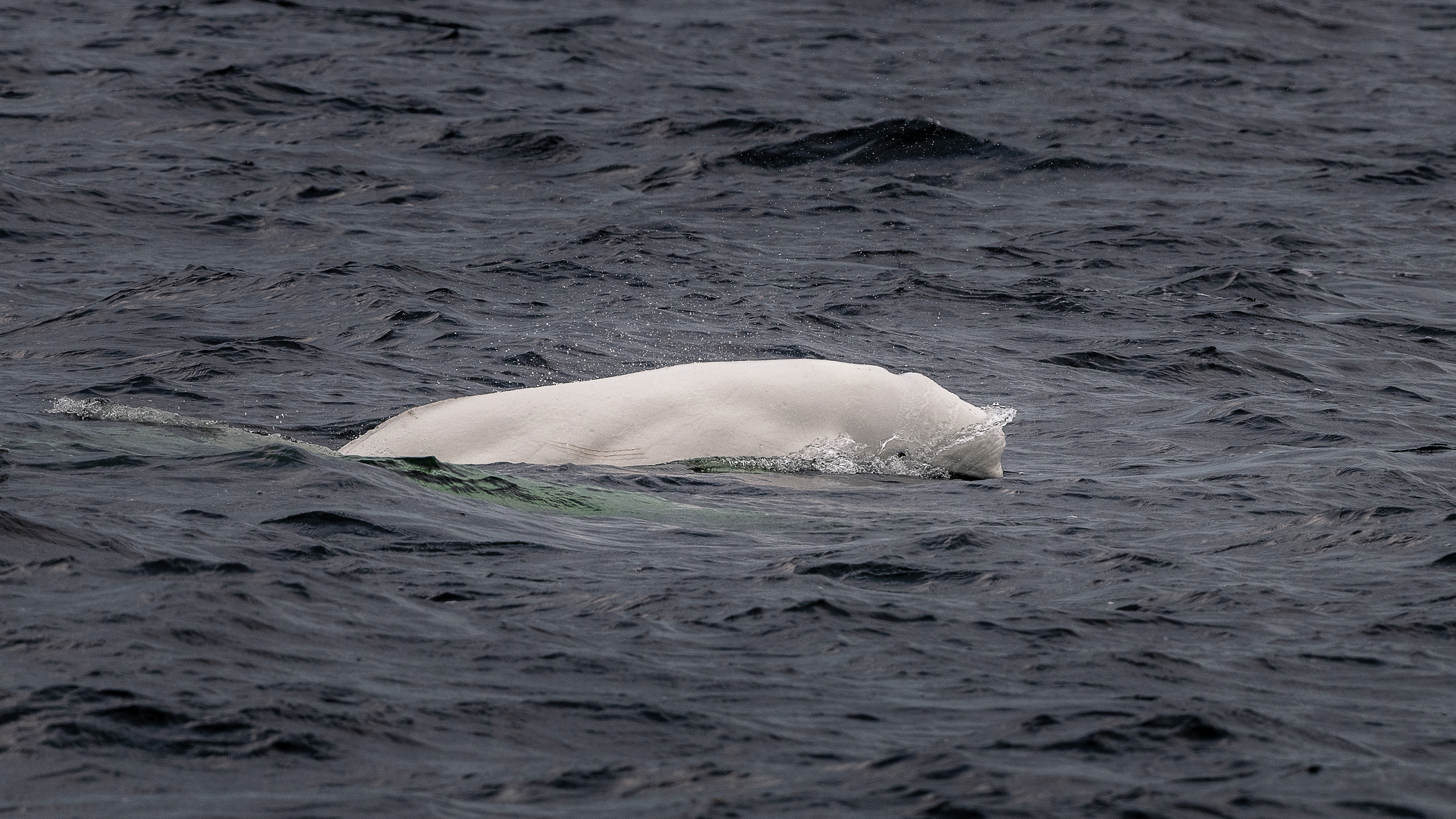 Beluga Adult