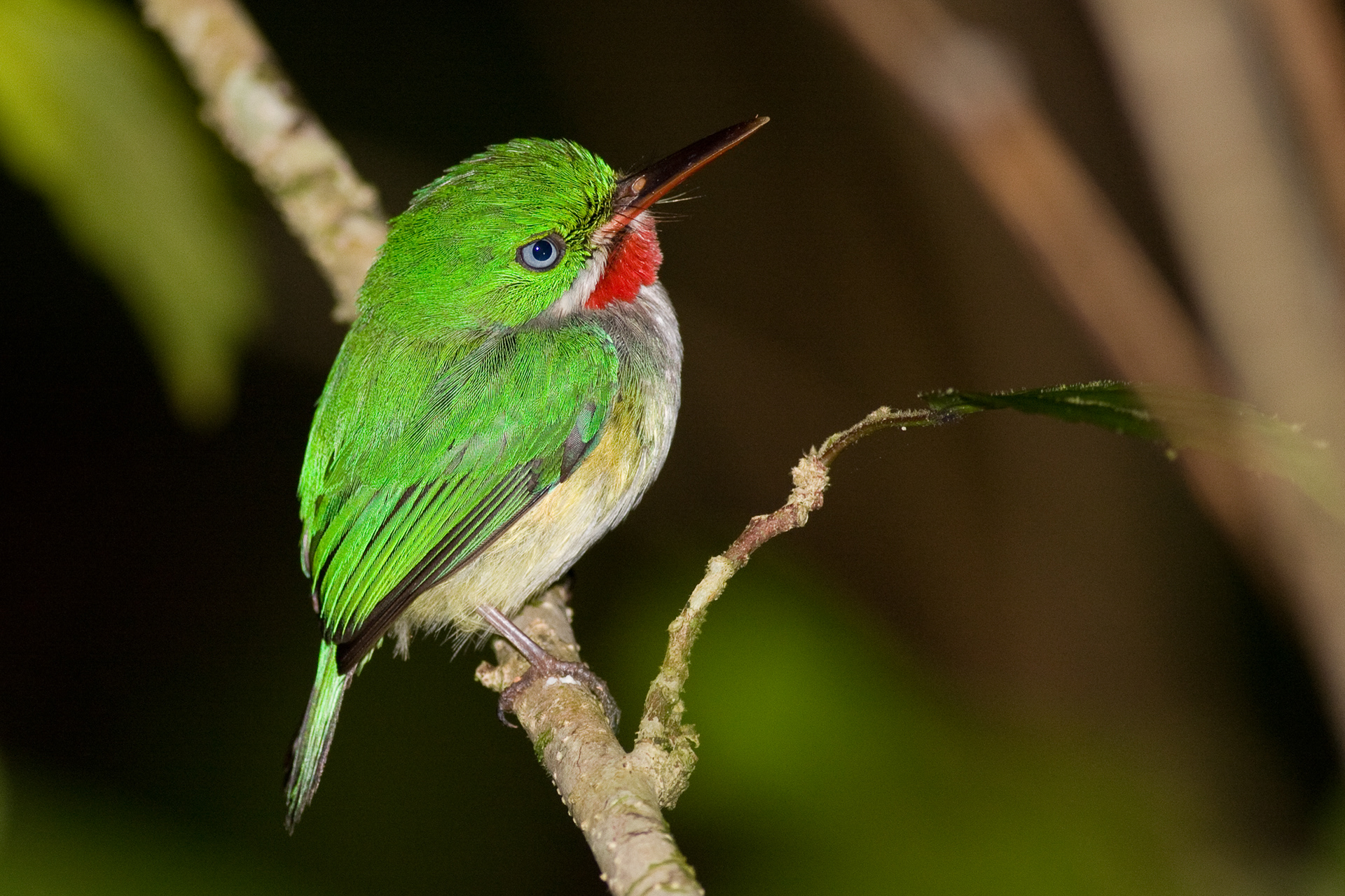 Animales Endemicos De Puerto Rico