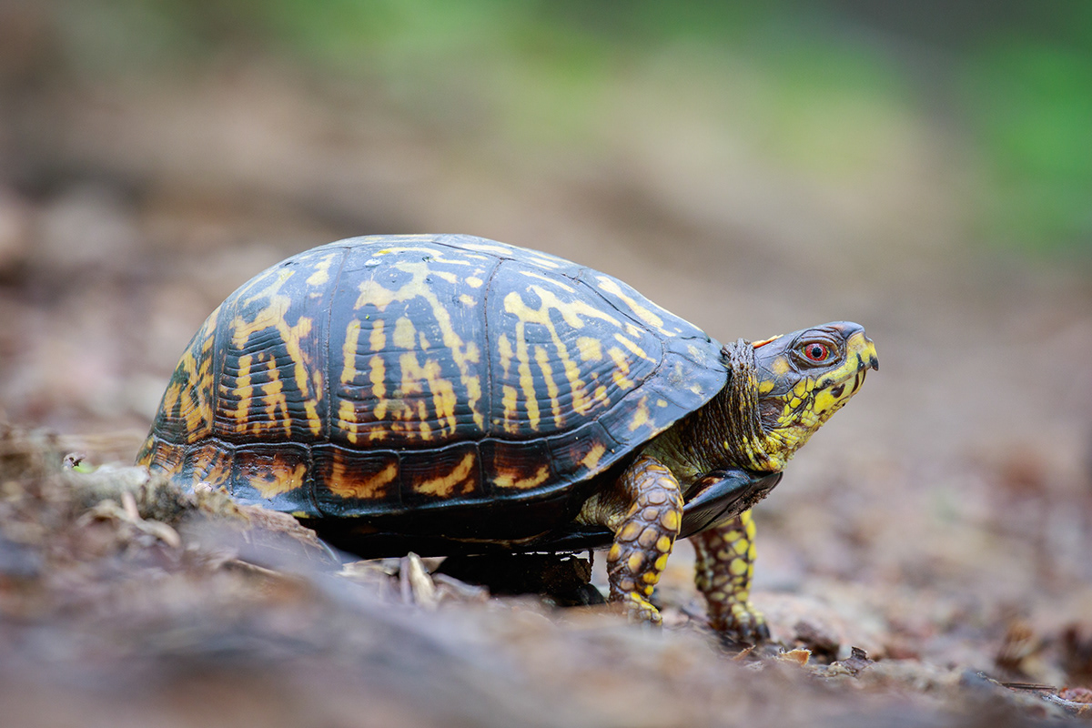 Alberto Lopez - Maryland Wildlife