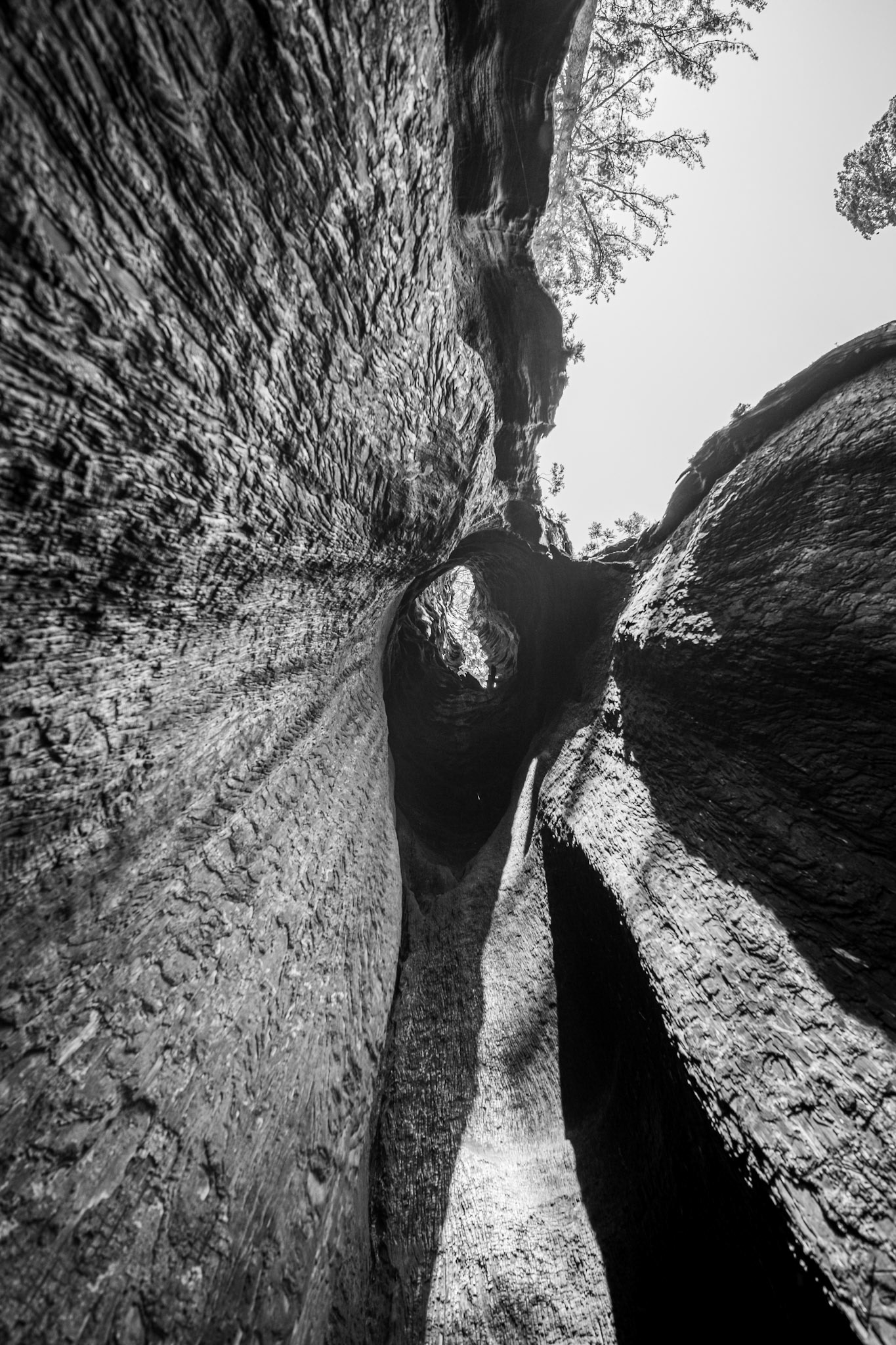 Mariposa Grove