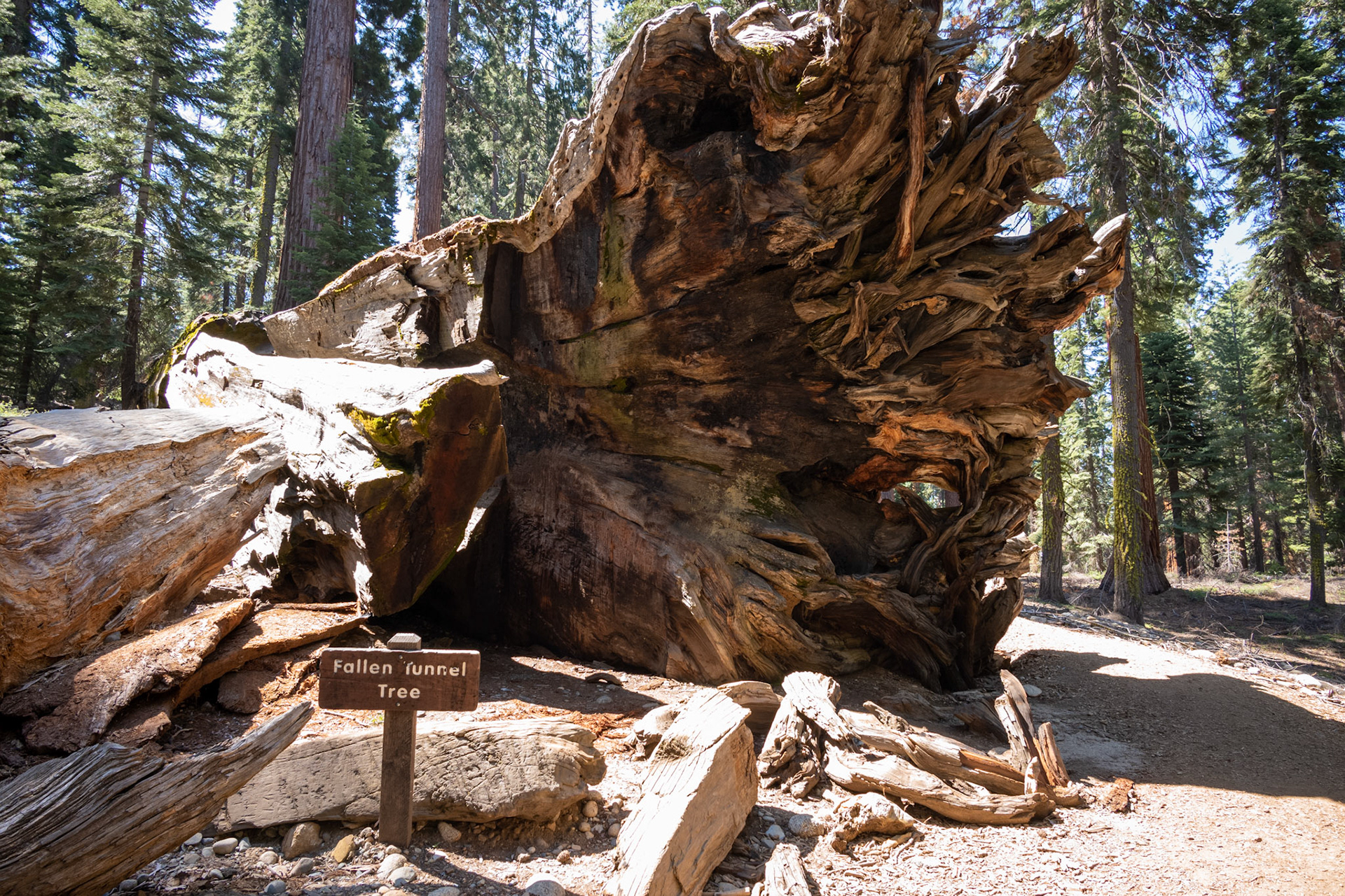 Mariposa Grove