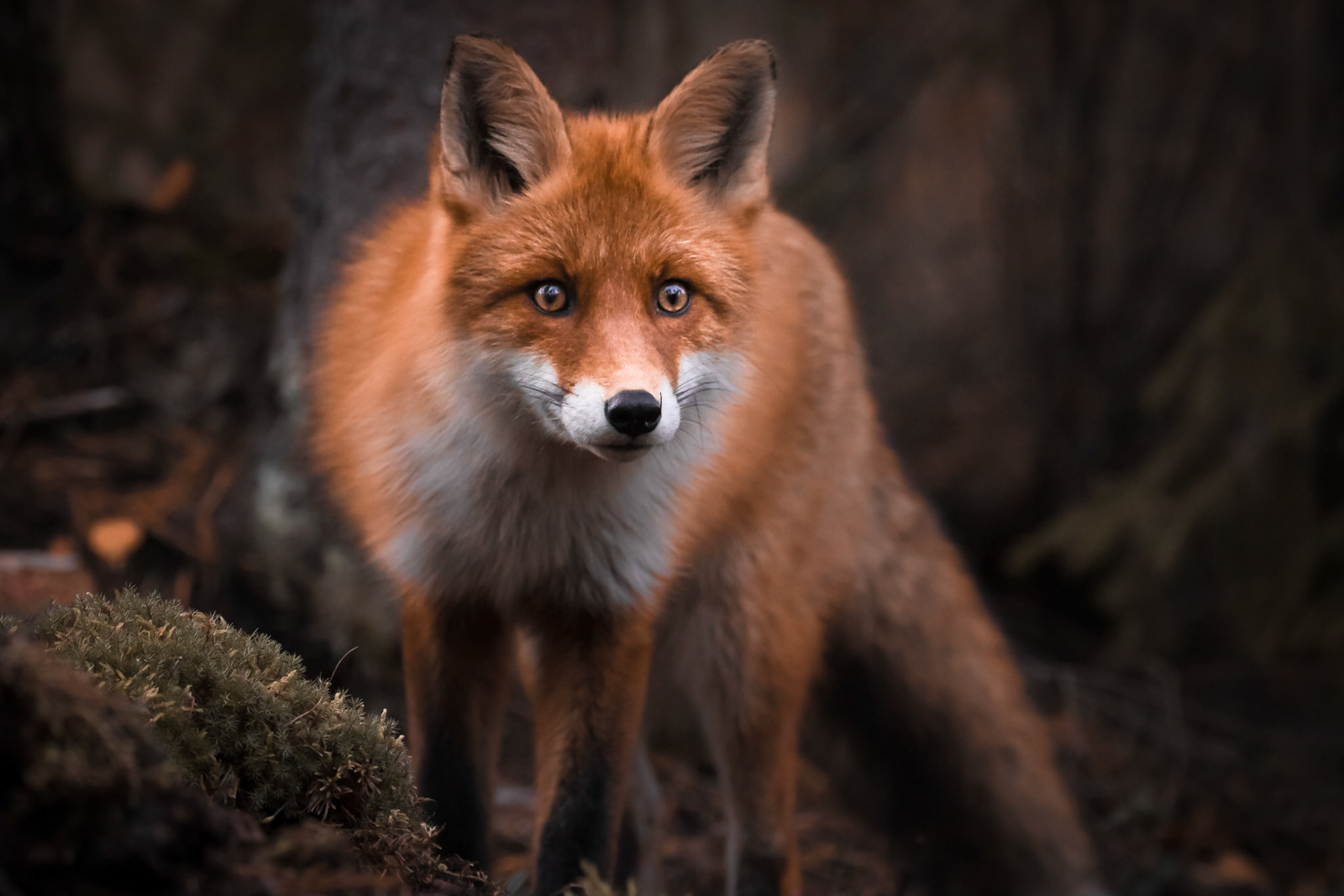 Fox in the forest. #fox #kettu #all_animals_addiction #ig_eternity #yleluonto #suomenluonto #finnishnature