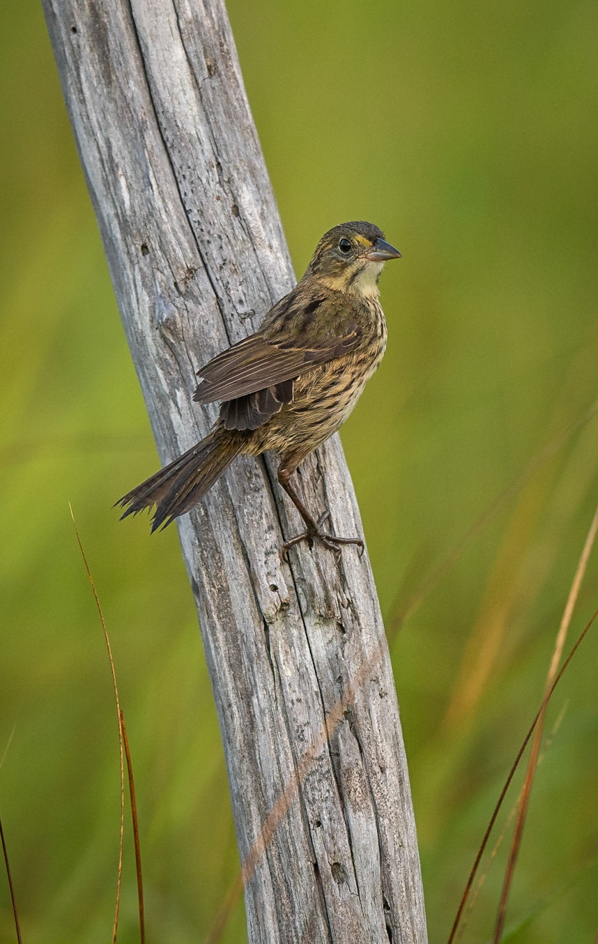 Seaside sparrow