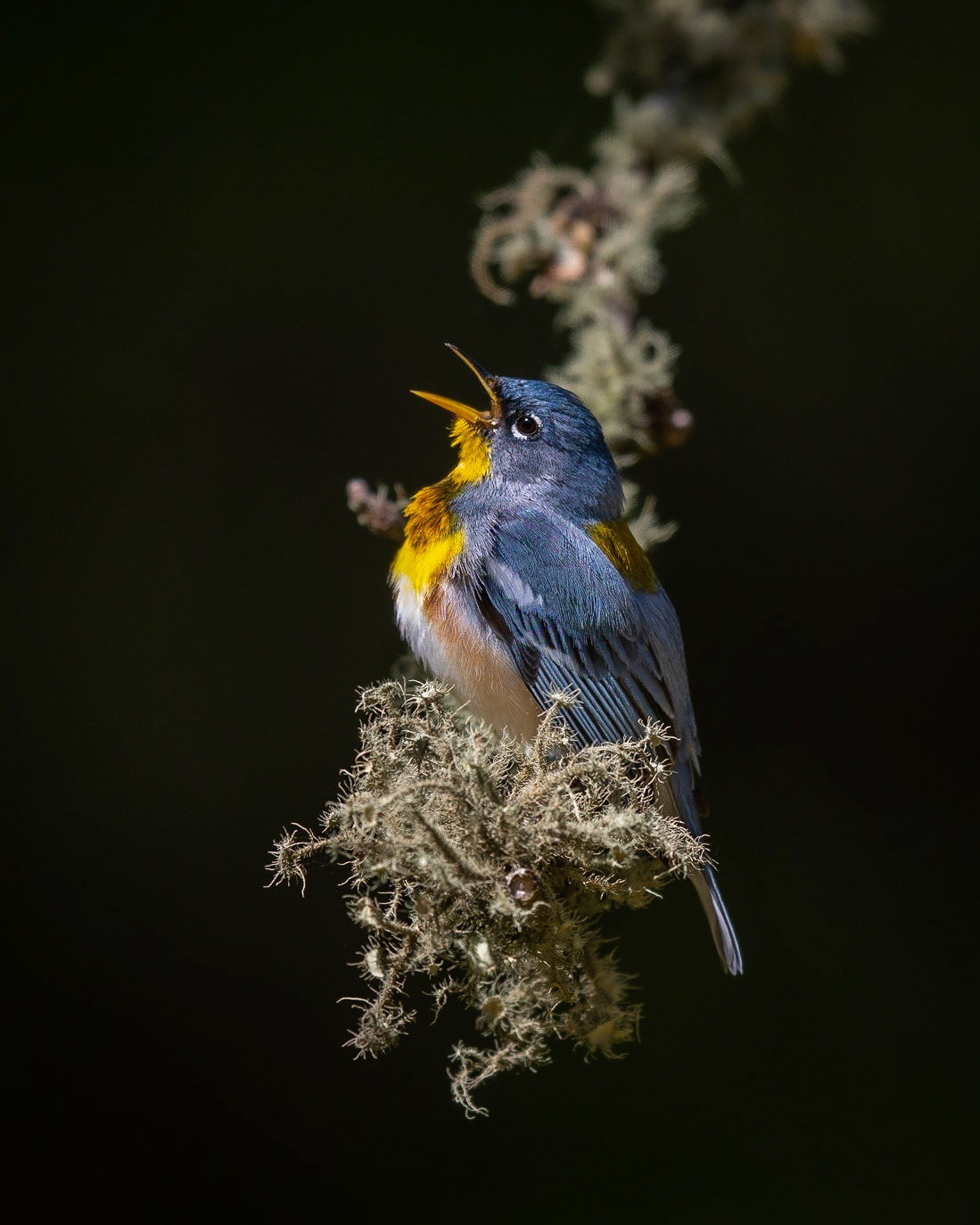 Northern Parula
