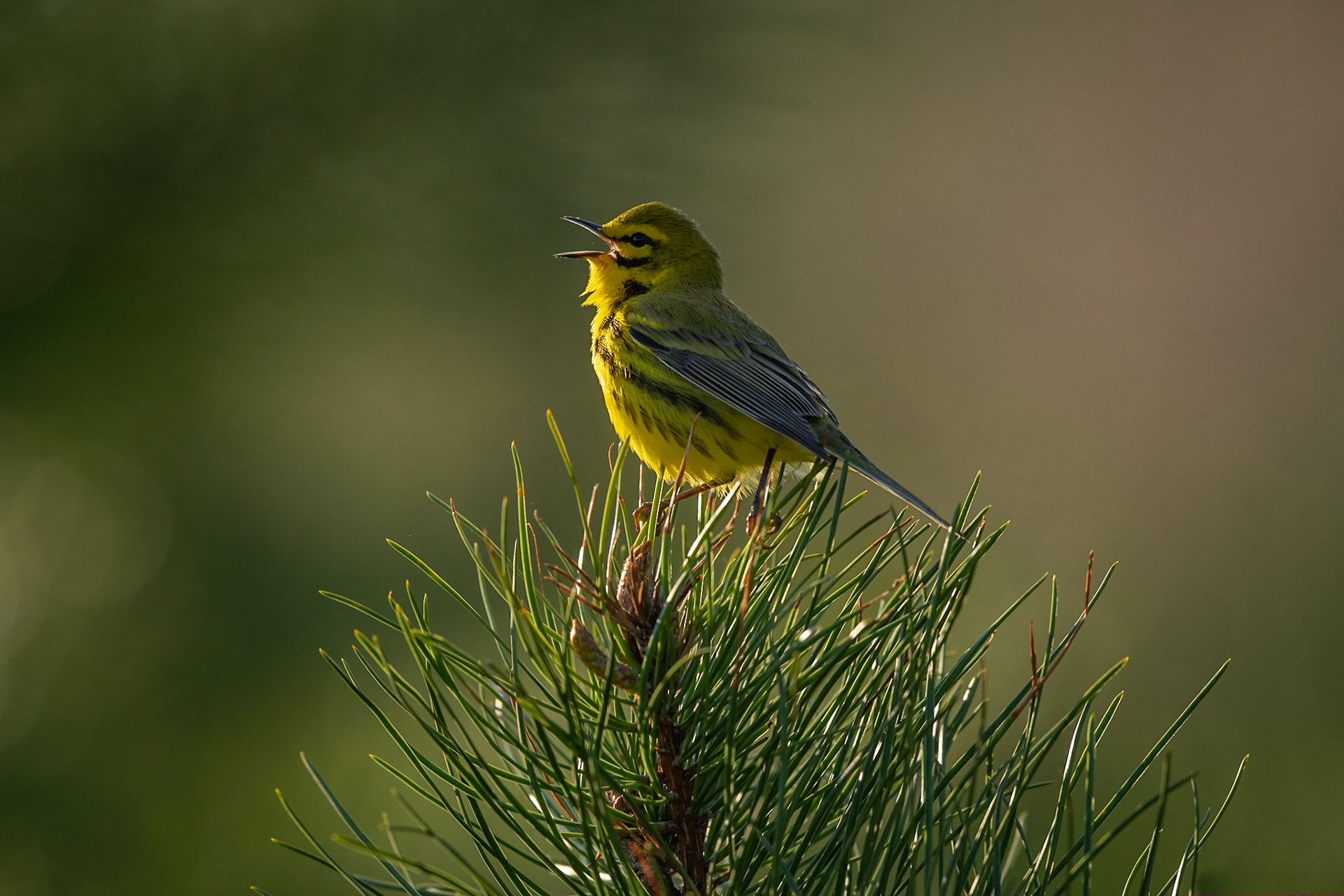 Prairie Warbler