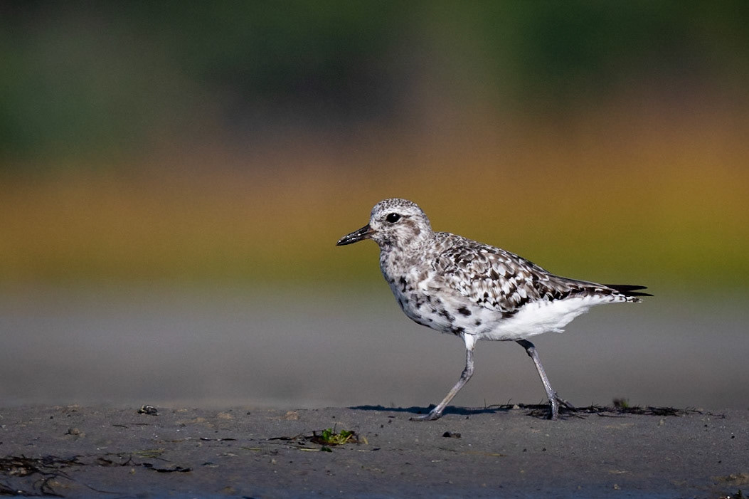 Black Bellied Plover