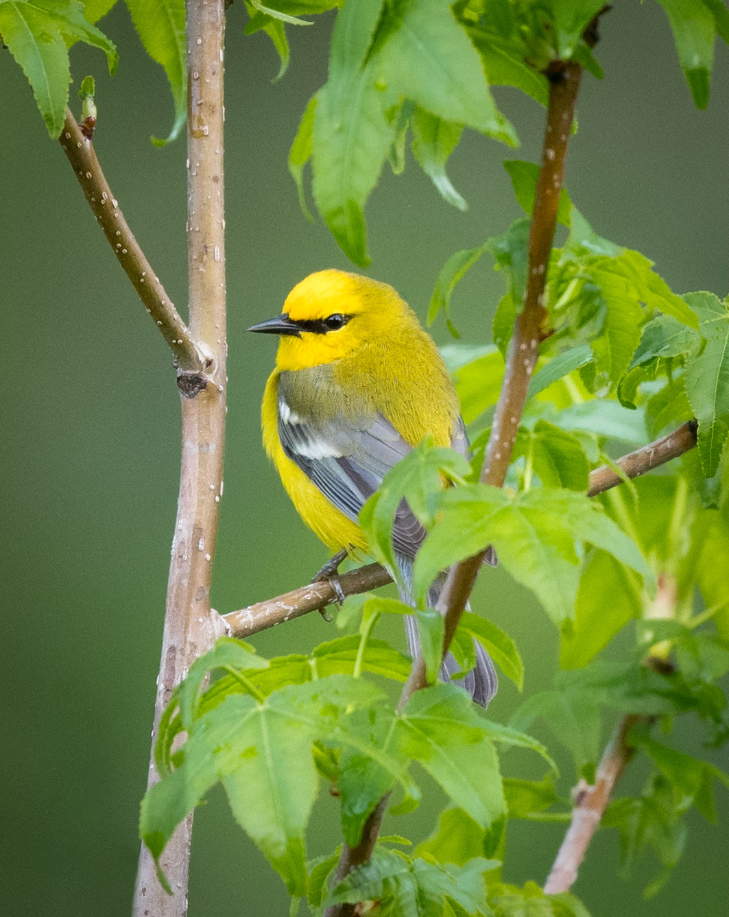 Blue-winged Warbler