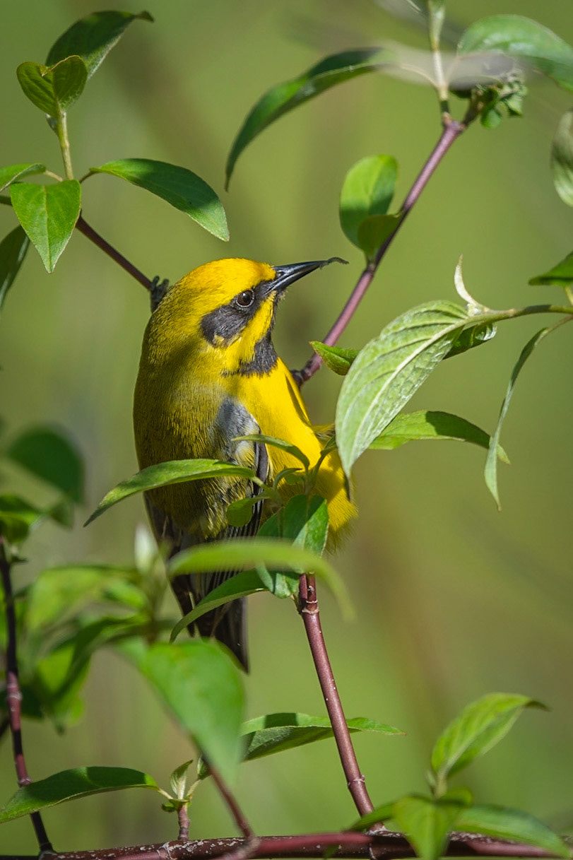 Lawrence's warbler