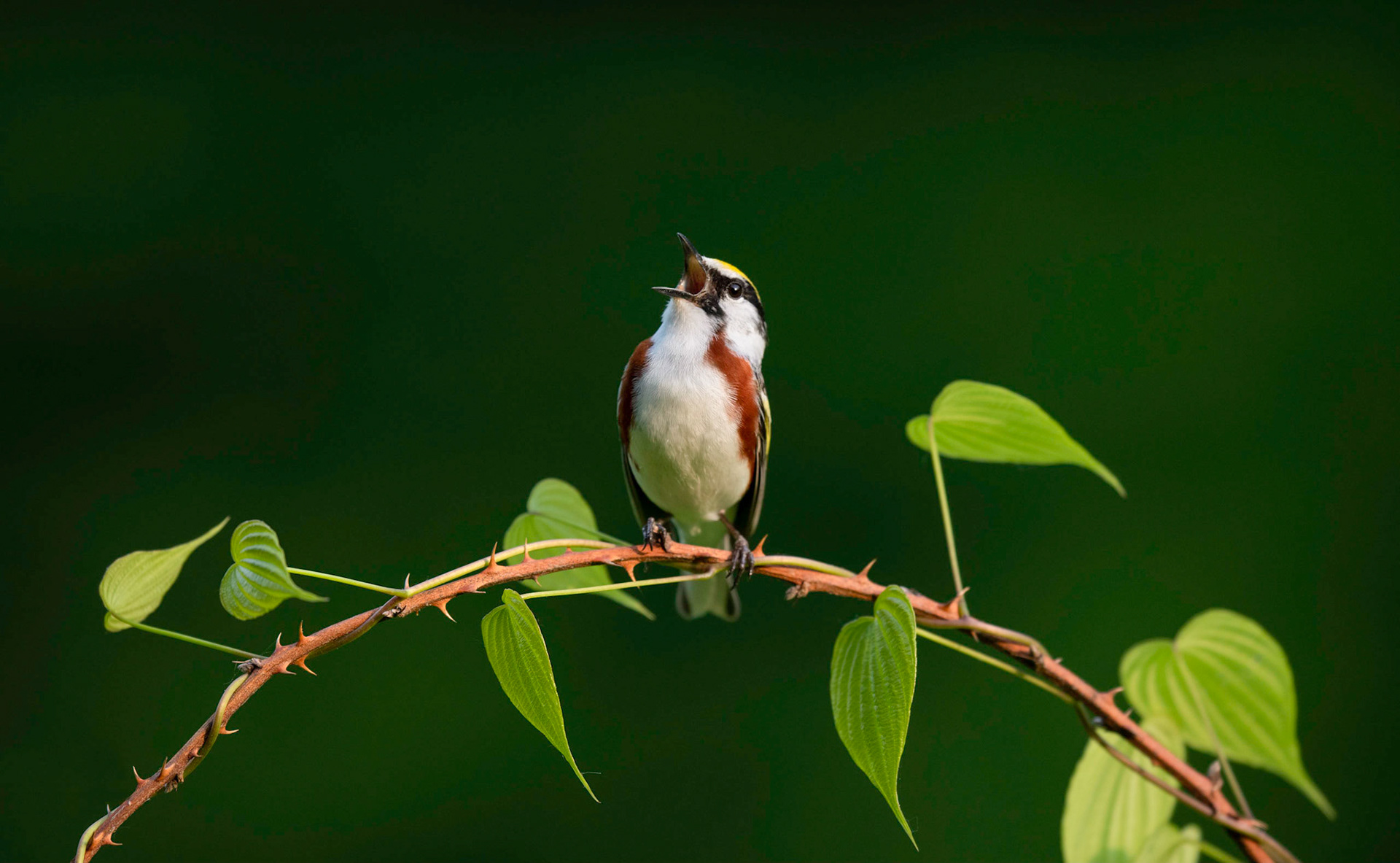Chestnut-sided Warbler