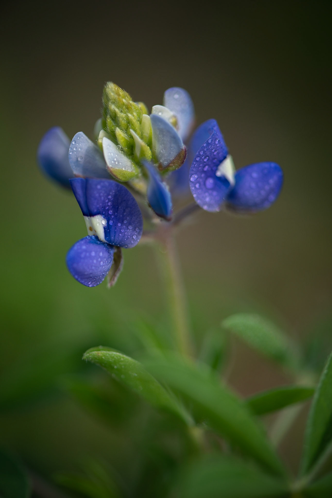 Texas Bluebonnet