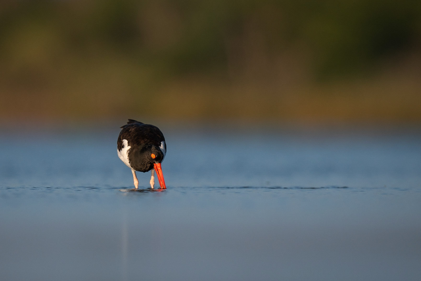 American Oystercatcher