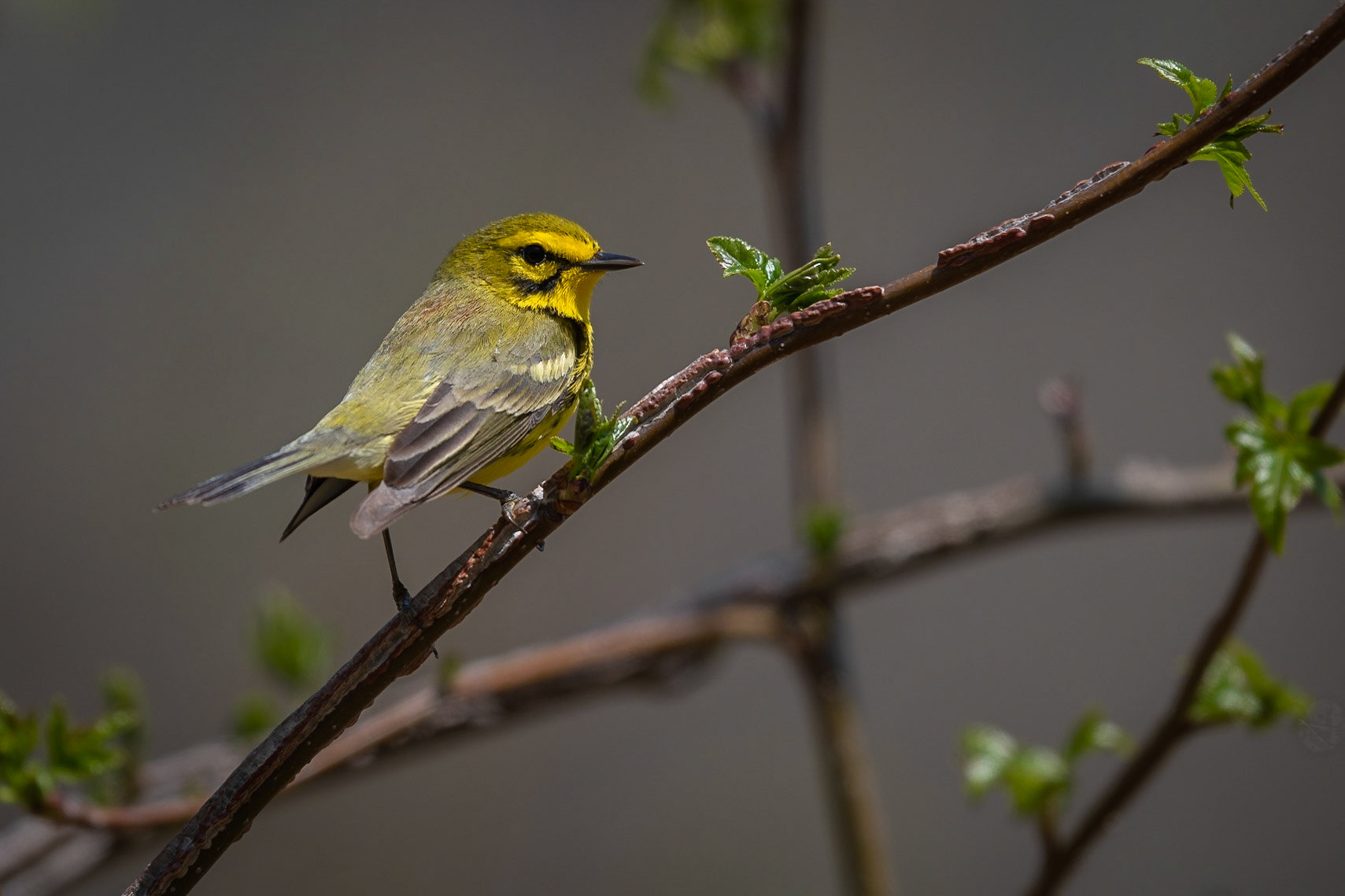 Prairie Warbler