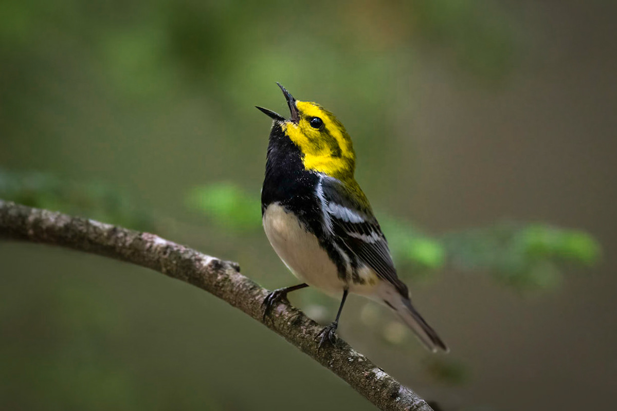 Black-throated Green Warbler