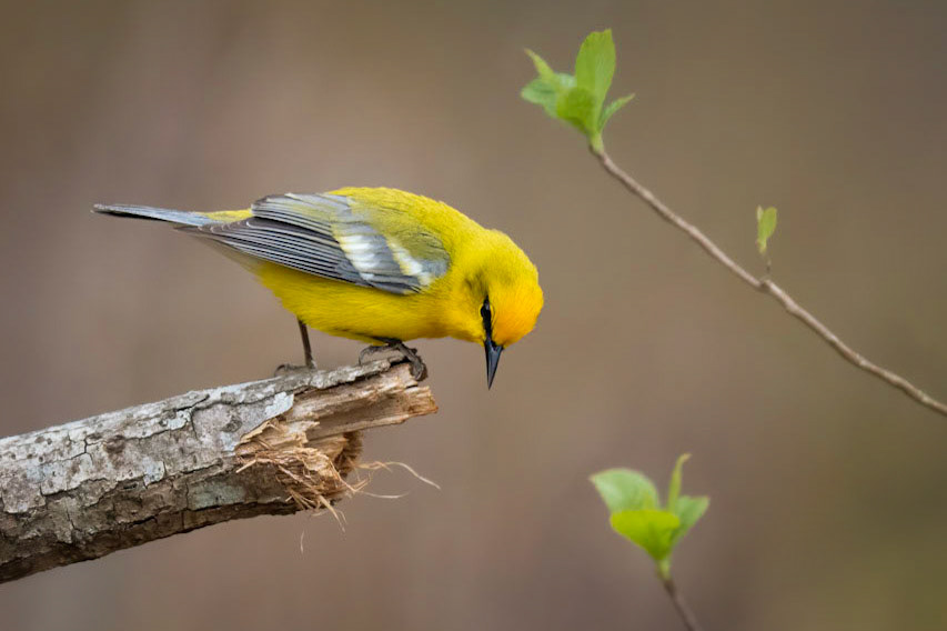 Blue-winged Warbler
