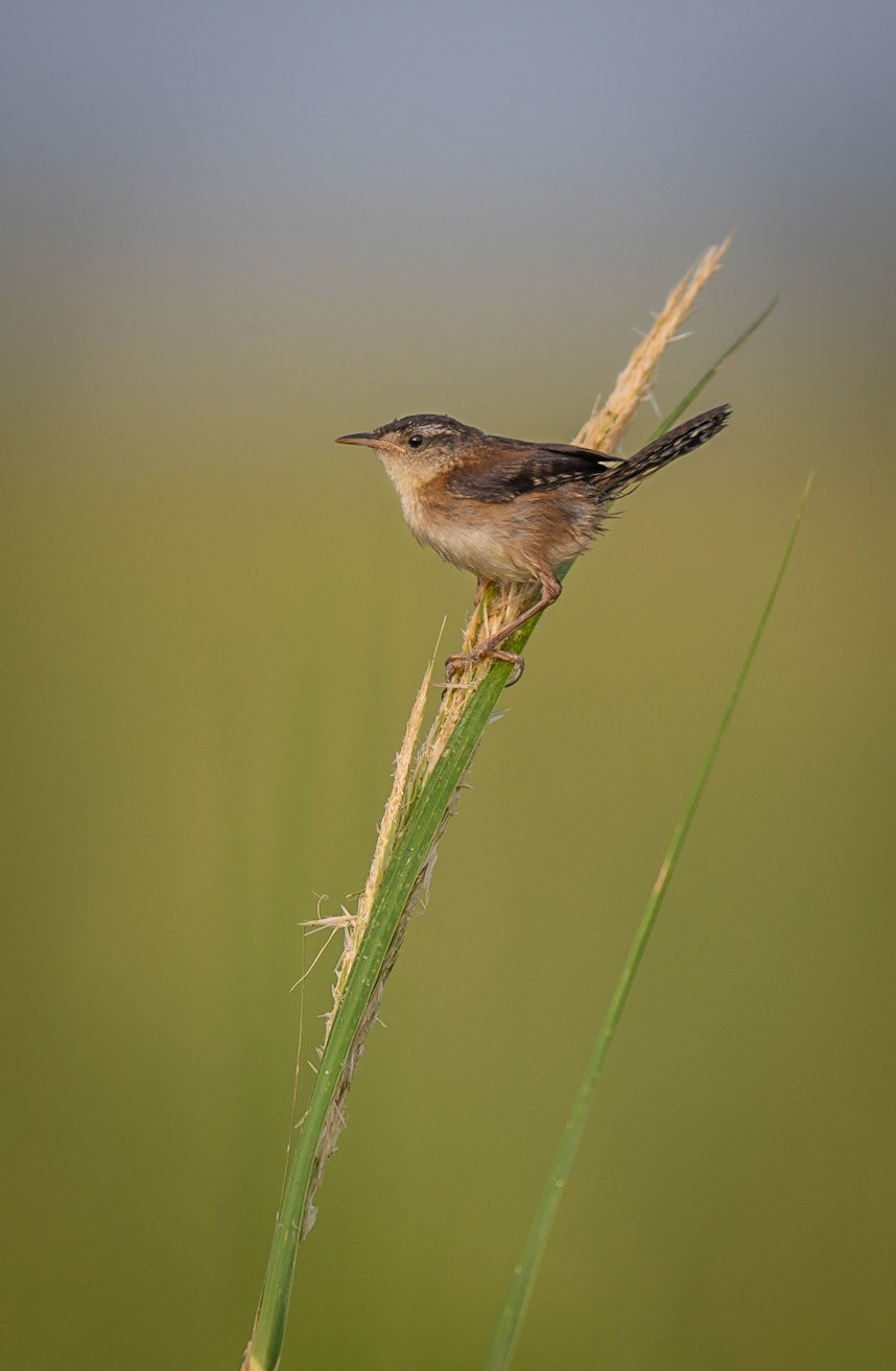 Marsh wren