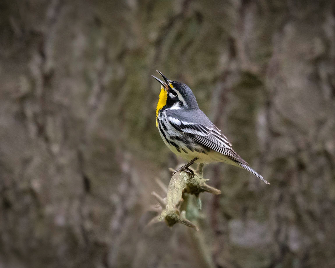 Yellow-throated Warbler