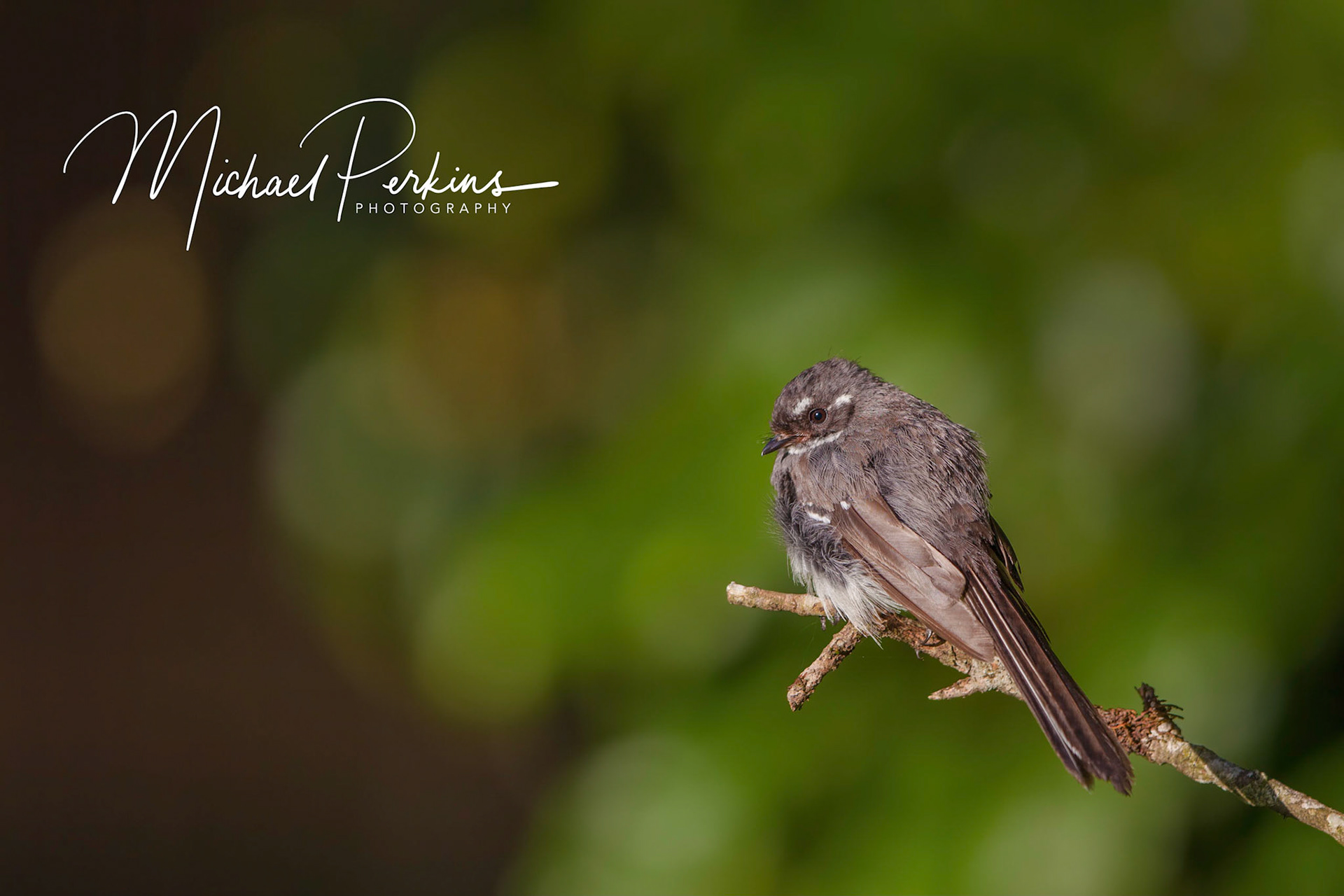 Grey fantail