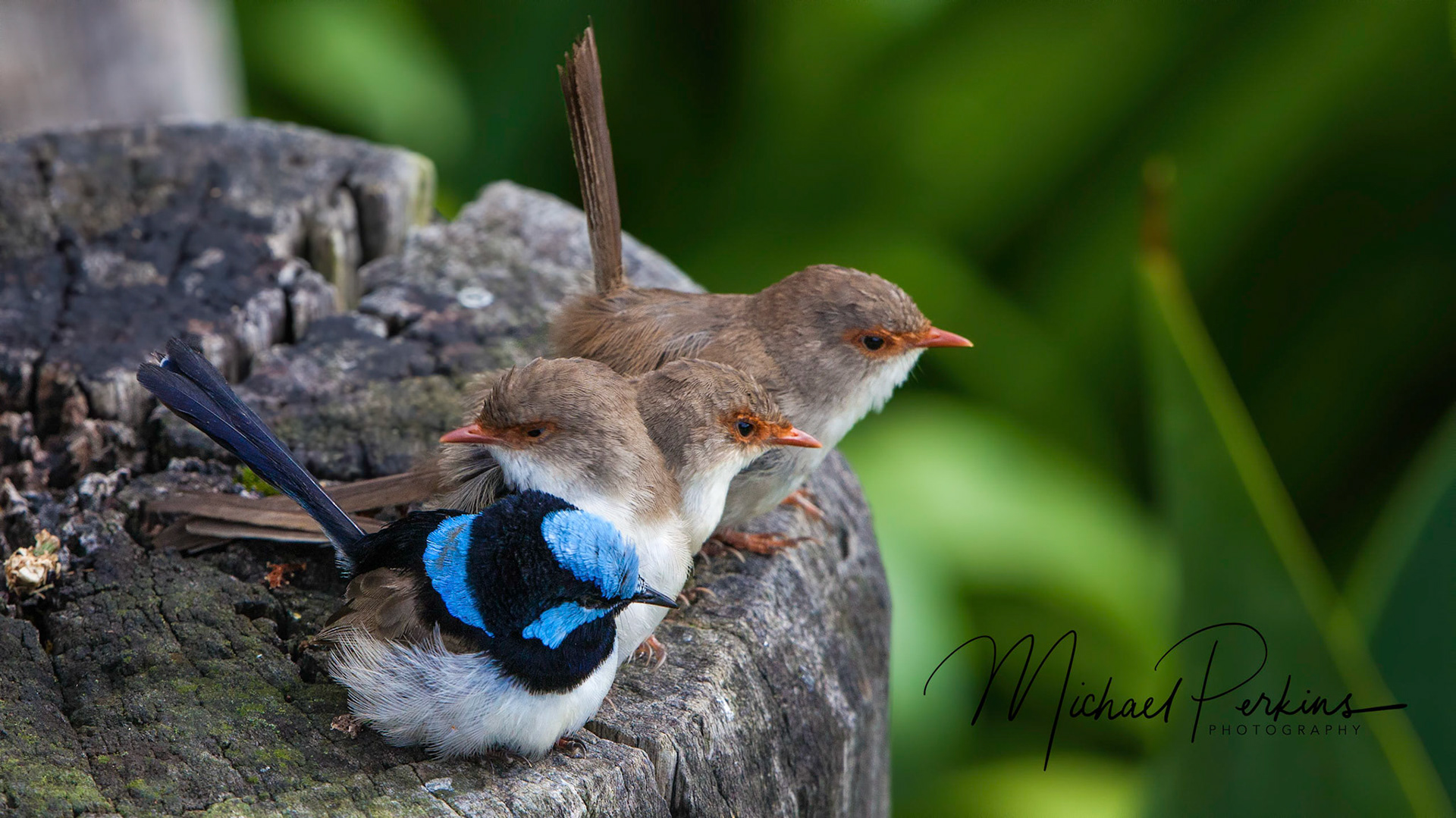 Superb Fairy-wren