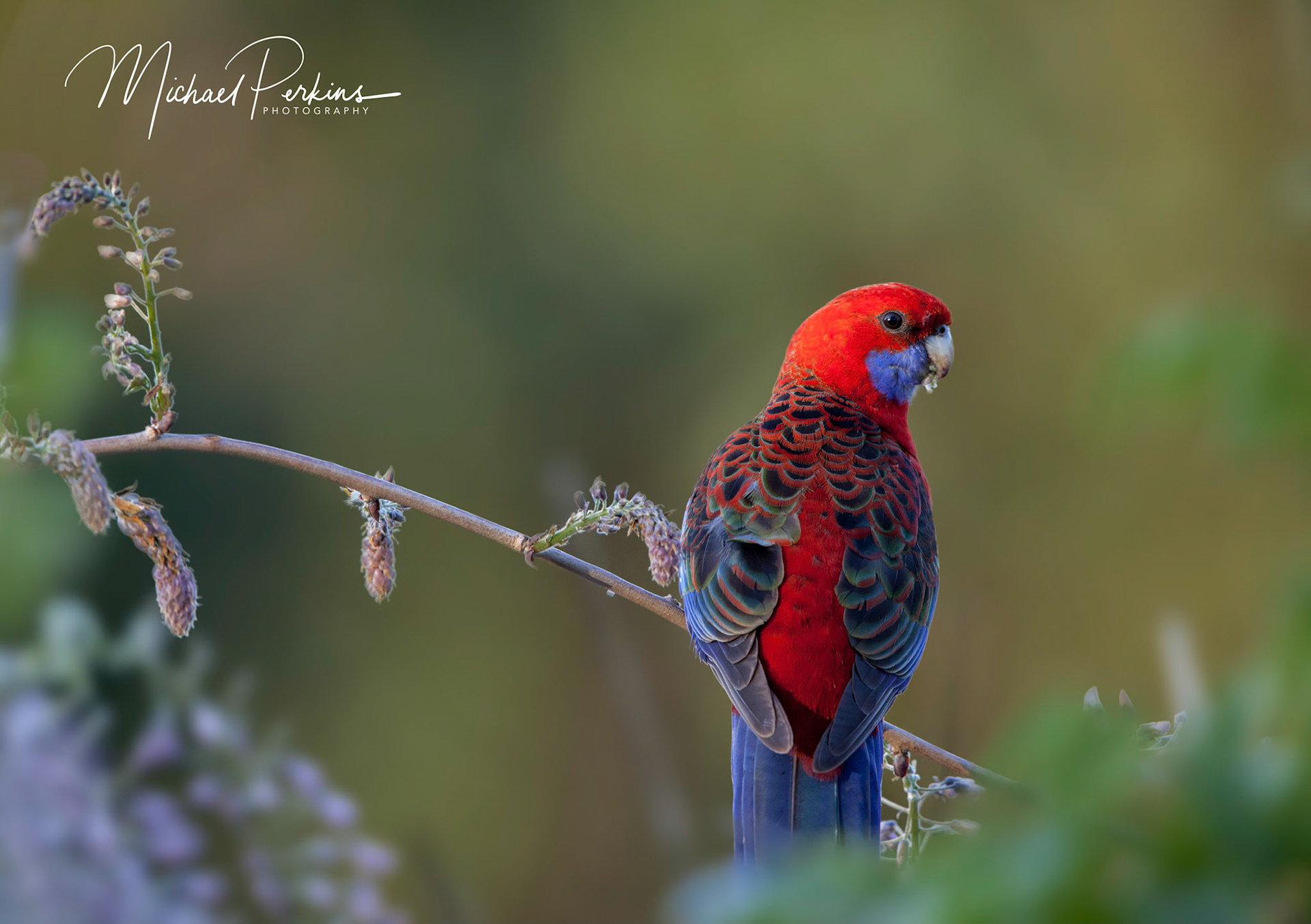 Crimson Rosella