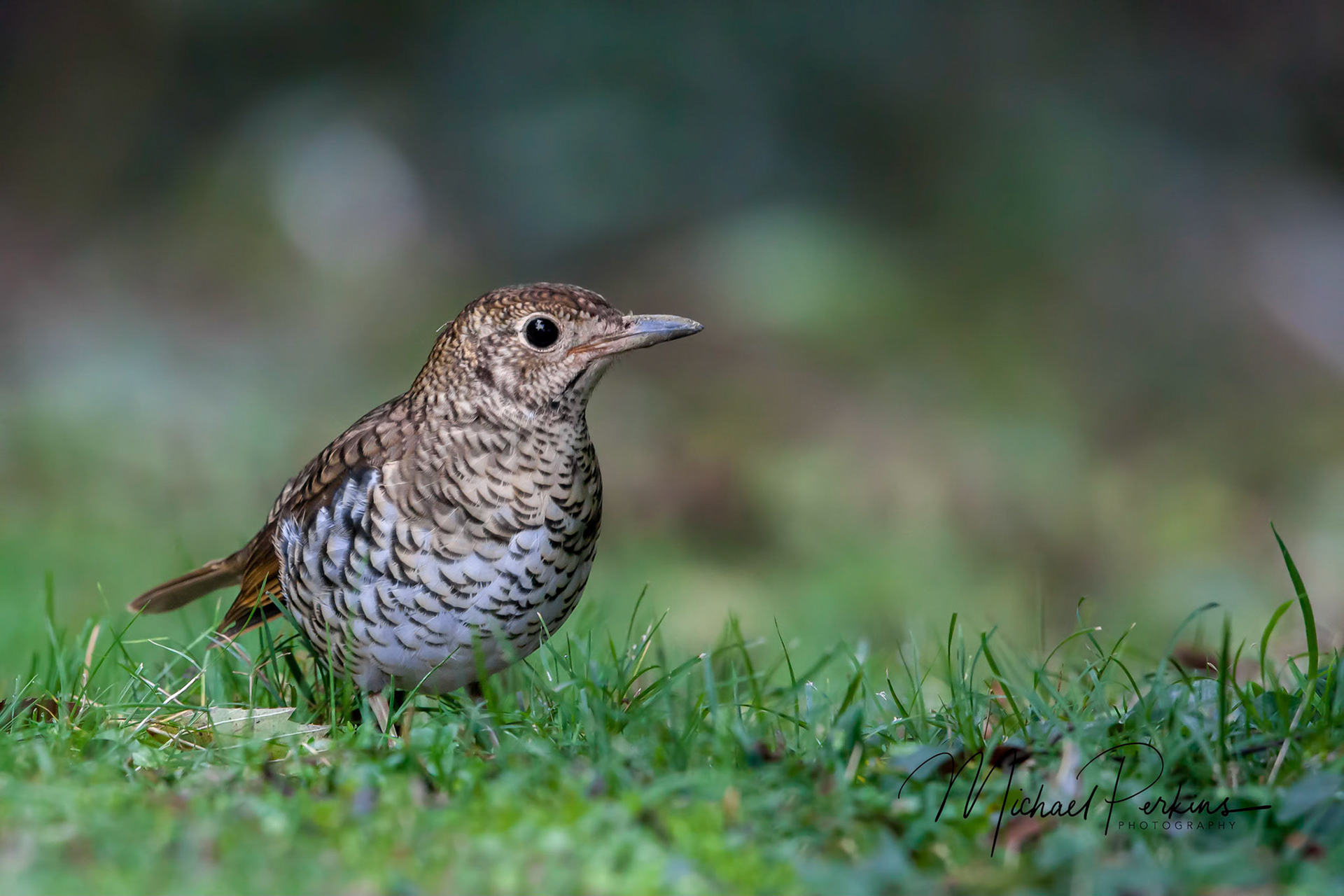 Bassian thrush