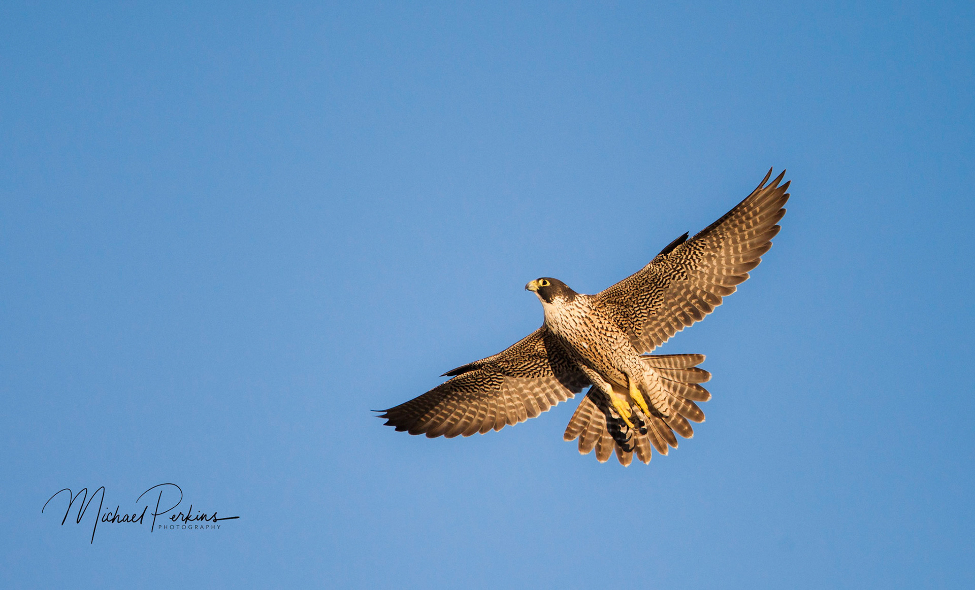 Peregrine falcon