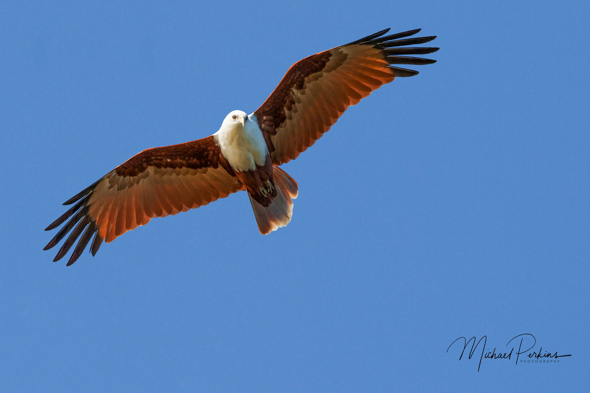Brahminy kite
