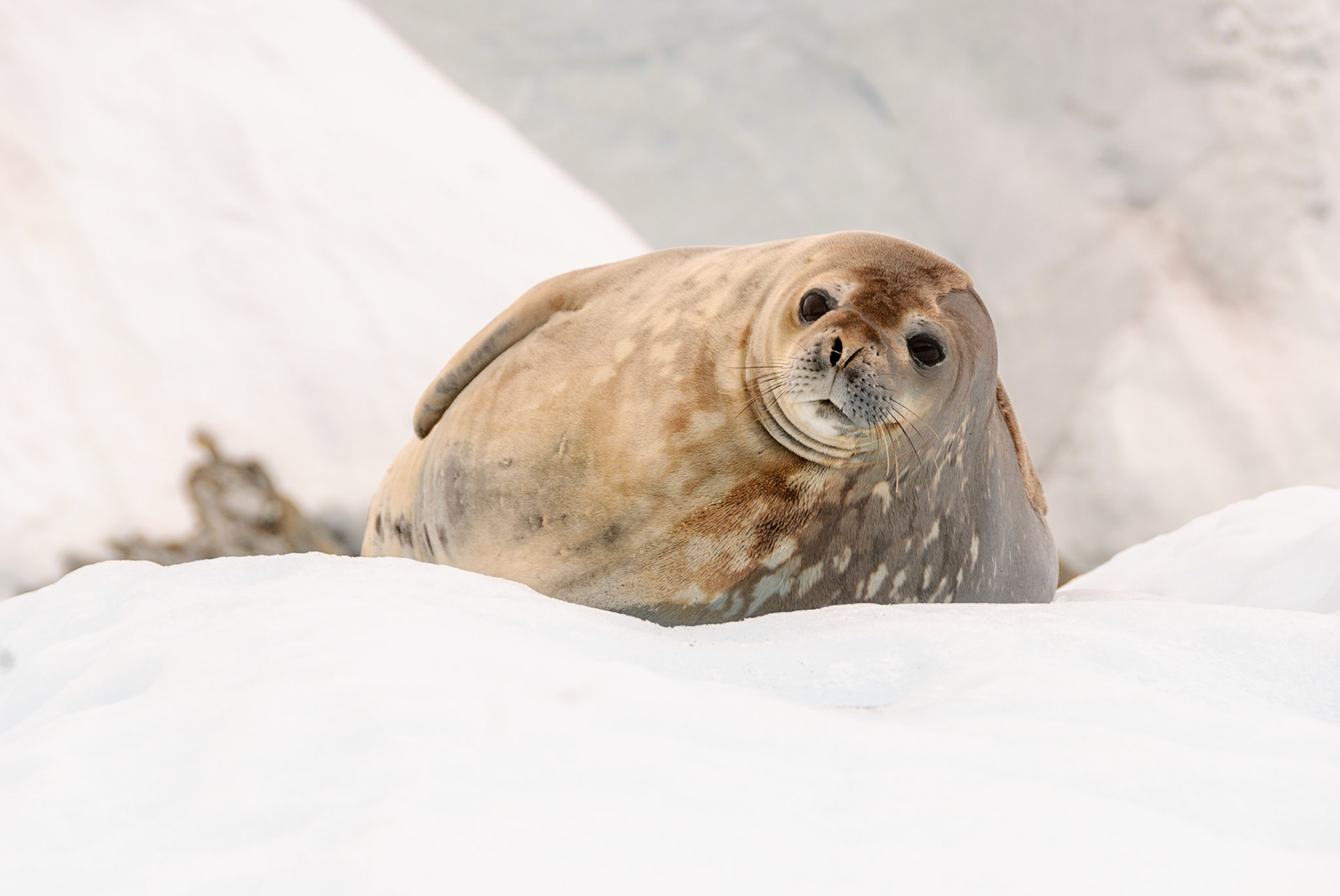 Weddell Seal (Leptonychotes weddellii) , Antarctica.