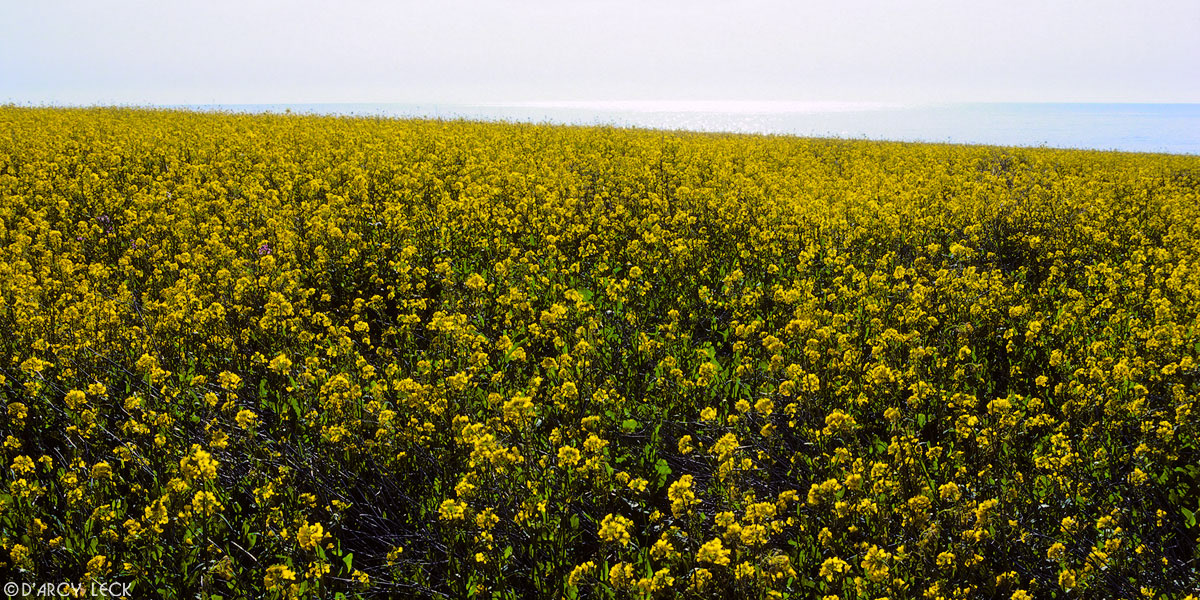 Field of yellow flowers along the California coast with Pacific Ocean beyond, California
