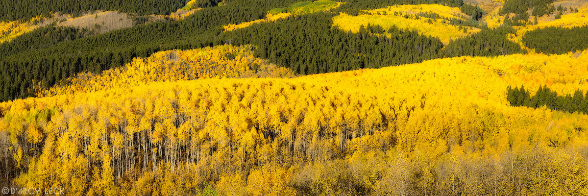Forest in Autumn colors on Mount Elbert, Color